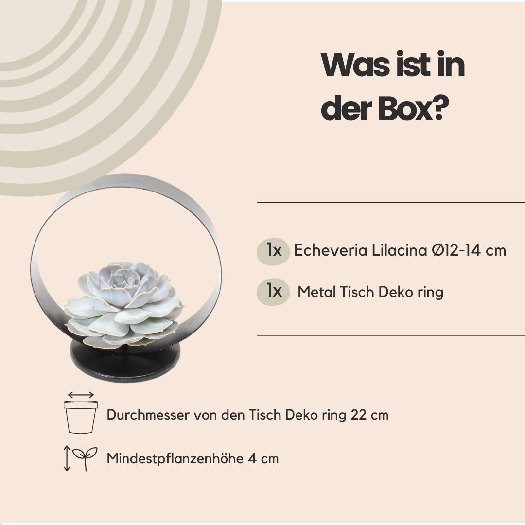 Schnittecheveria - ROOTLESS Succulent Echeveria Lilacina auf Deko Tischstandard Ø20 cm - ↕20 cm