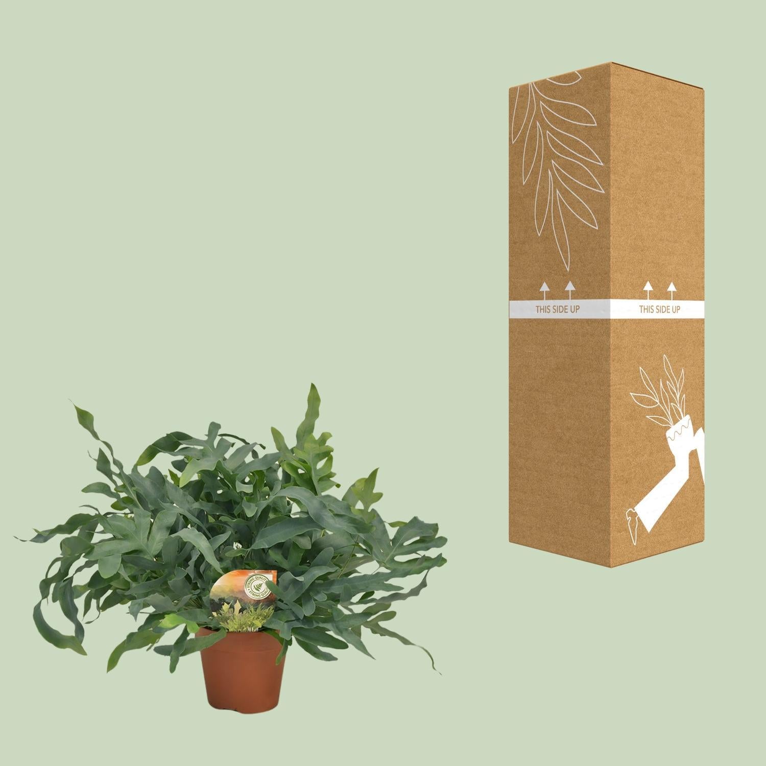 Blauer Tüpfelfarn - Phlebodium Blue Star - Ø17 ↕60