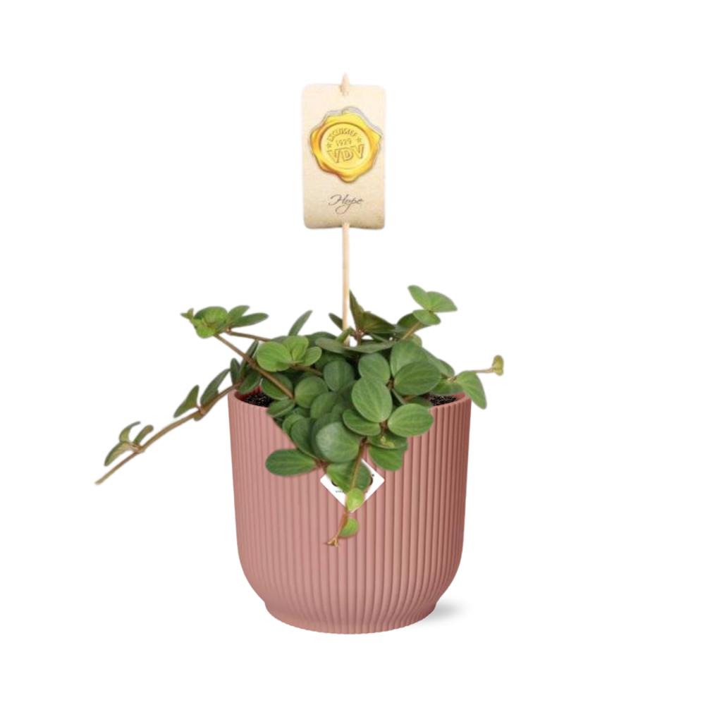 Zwergpfefferpflanze - Peperomia Hope in ELHO Vibes Fold 14cm Topf rosa