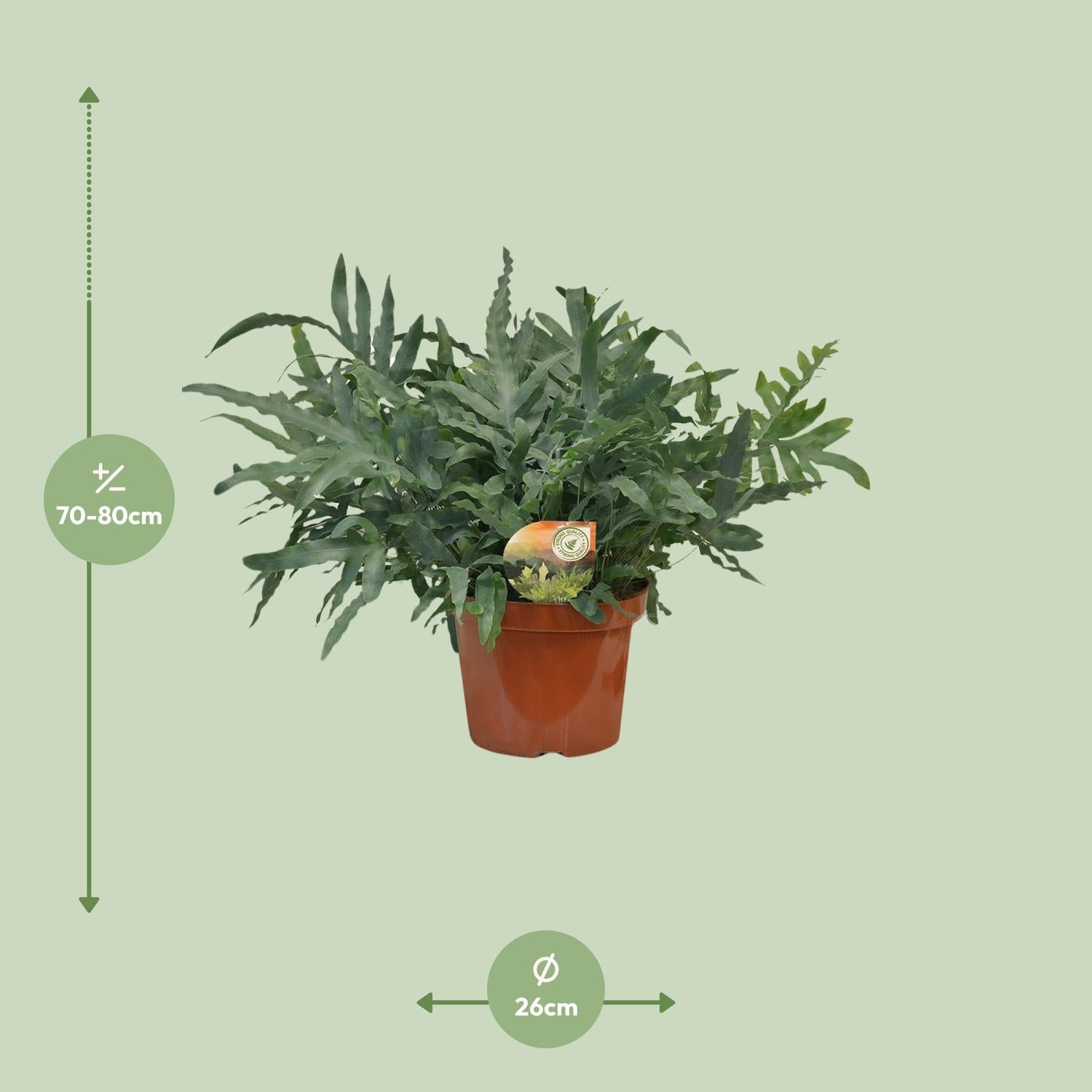 Blauer Tüpfelfarn - Phlebodium Blue Star - Ø26 ↕80