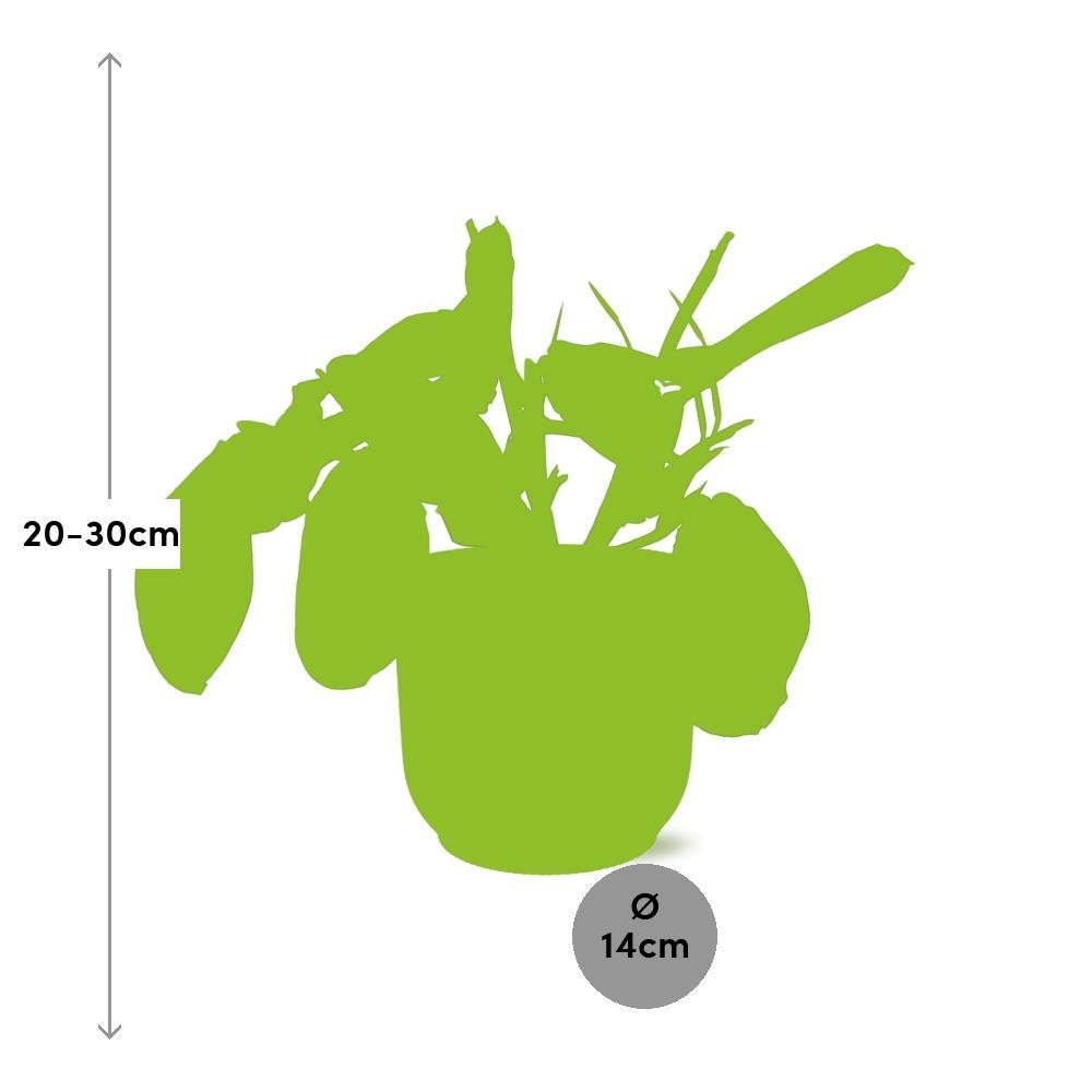 Gebetspflanze - Maranta Leuconeura ‘Fascinator’ Tricolor in ELHO Vibes Fold 14cm Topf gelb