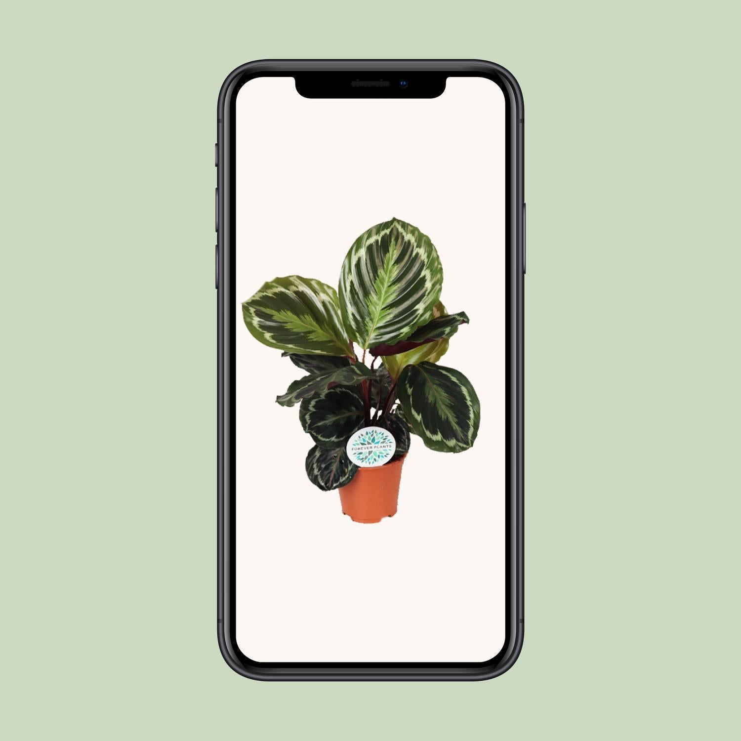 Pfauenpflanze - Calathea Medallion - Ø14cm - ↕45cm