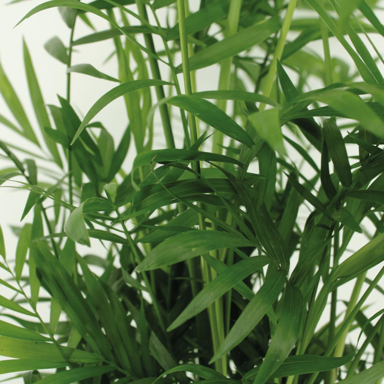 Chamaedorea Elegans (Mexicaanse bergpalm) - 2 stuks - Ø17cm - ↕55cm