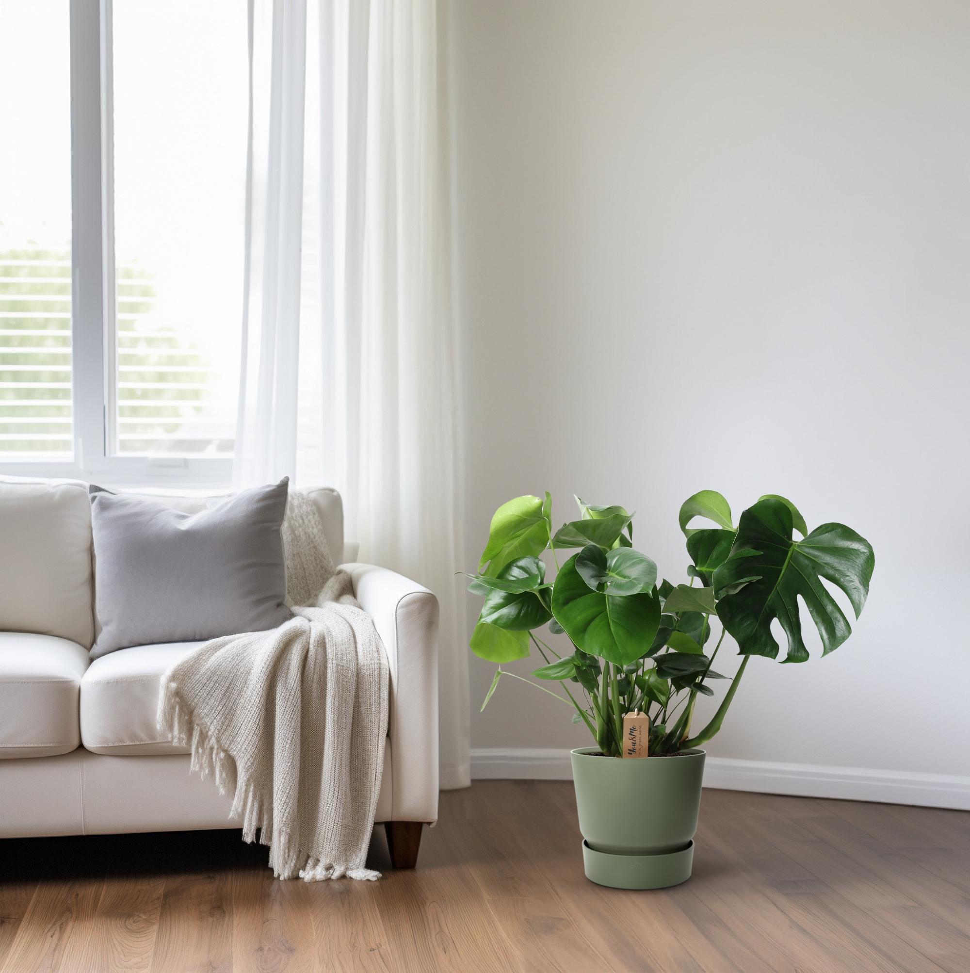 Fensterblatt - Monstera Deliciosa - Im Basket Palmblatt - Ø21cm - ↕60cm