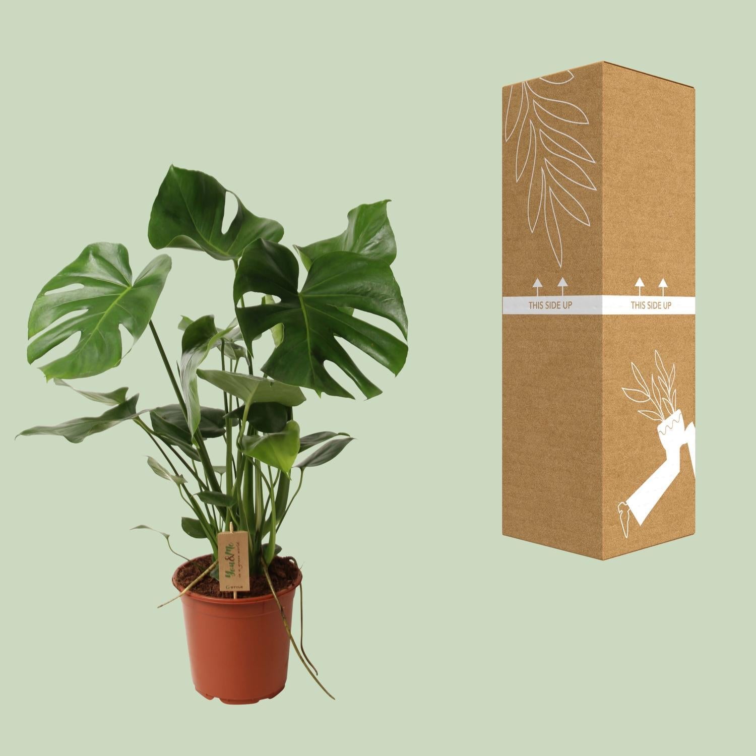 Fensterblatt - Monstera Deliciosa P21 - Ø21cm - ↕60cm
