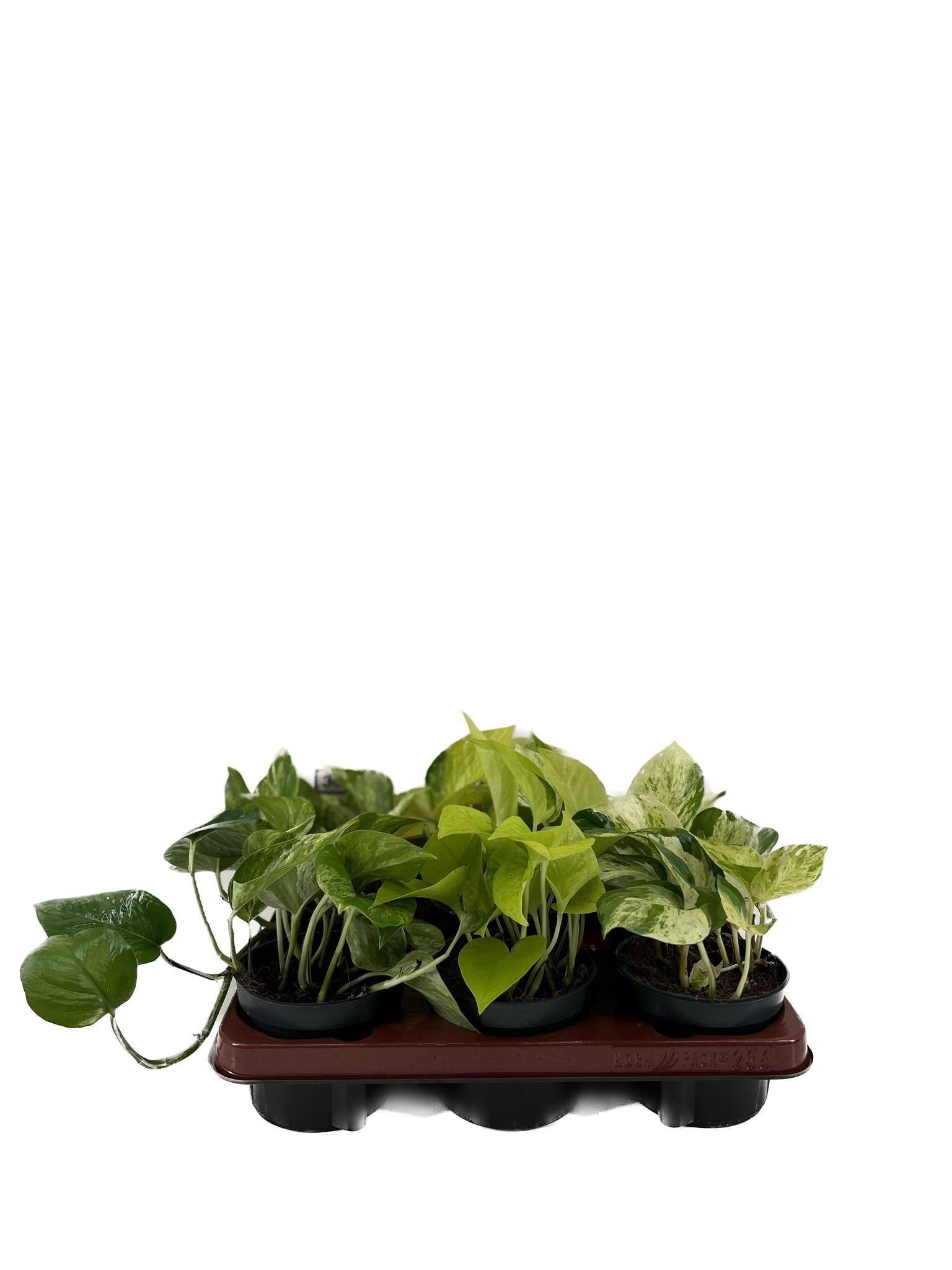 Efeutute Mix - Epiprumnum Mix P12 - Golden Pothos, Marble Queen und Happy Leaf 6 StĂŒck