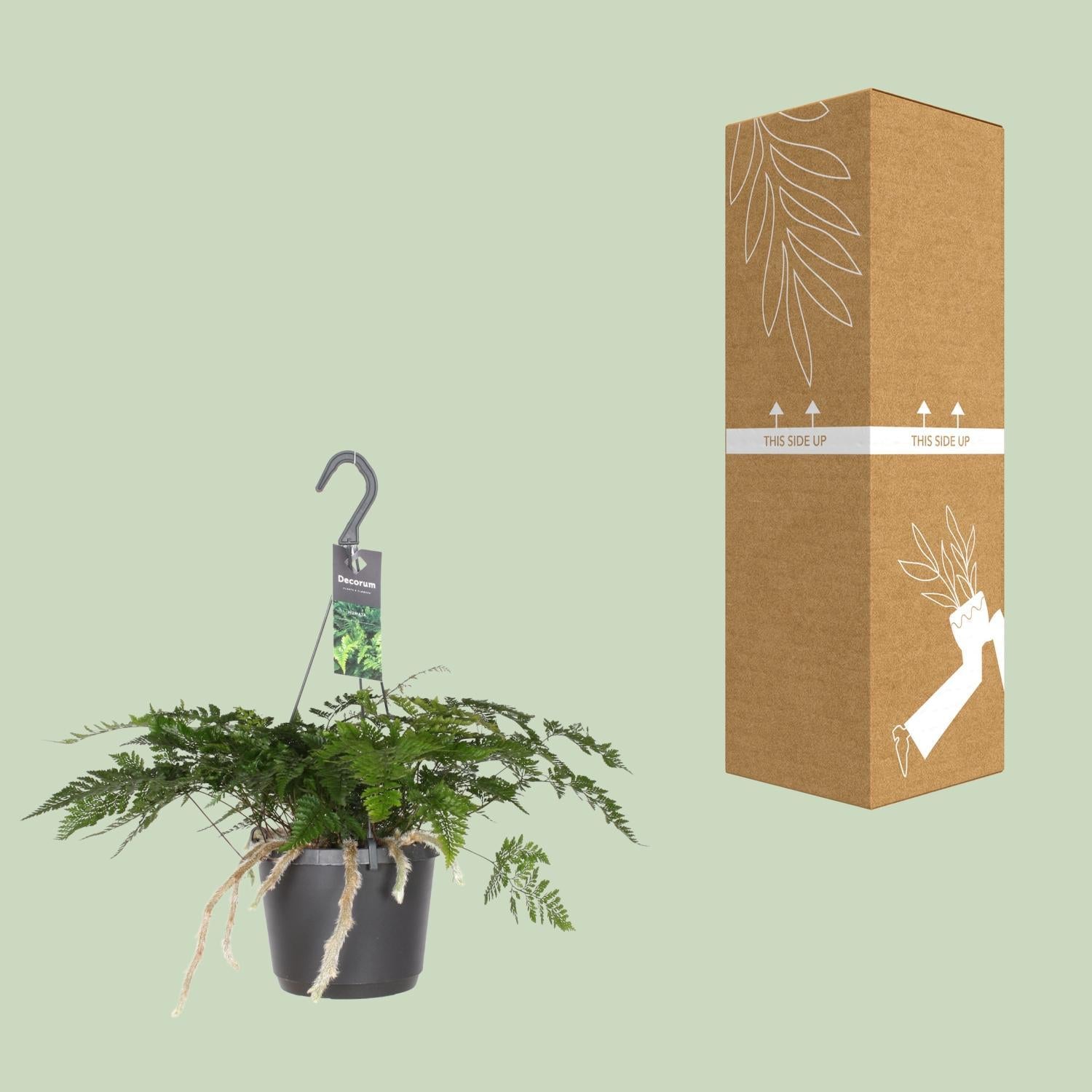 Hasenpfotenfarn - Davallia Bullata - Ø17cm - ↕30cm