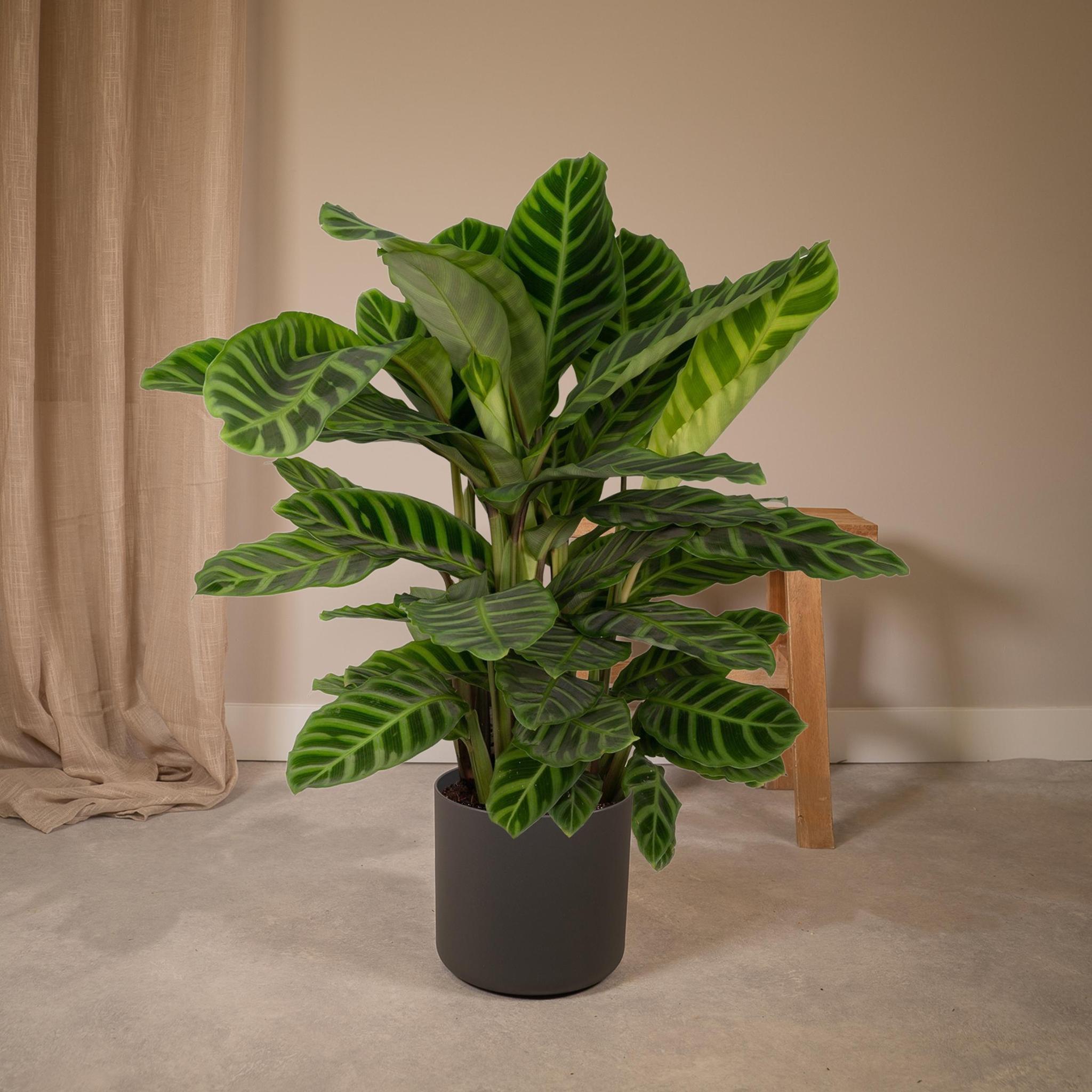 Zebrapflanze - Calathea Zebrina - 80cm - Ø19