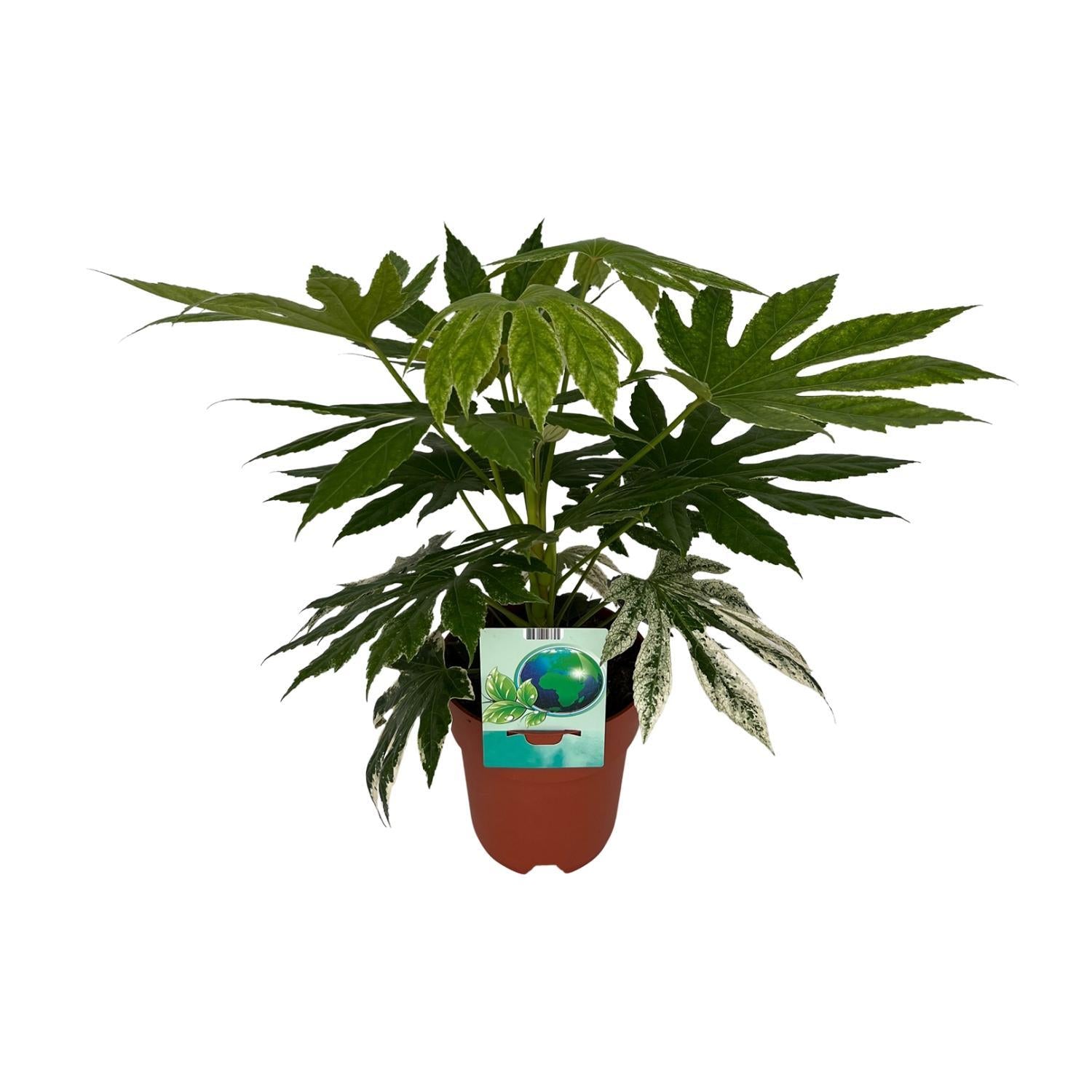 Japanische Aralie - Fatsia Japonica Variegata - Ø19cm - ↕60cm