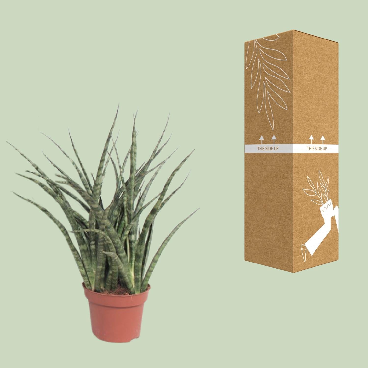 Bogenhanf - Sansevieria Fernwood Punk - Ø12cm - ↕35cm