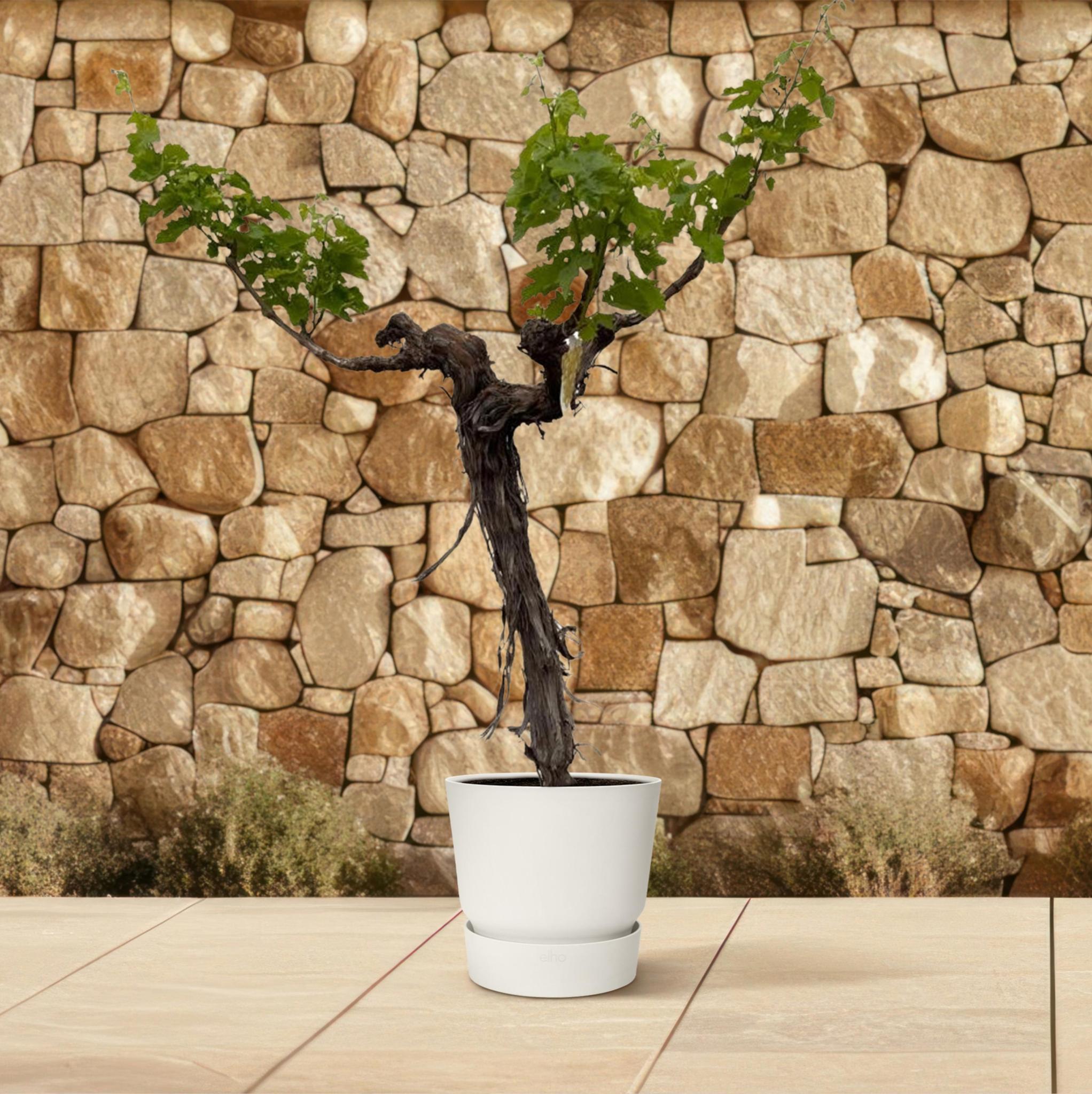 Weinrebenbaum - Vitis Vinifera - 220cm - ø55