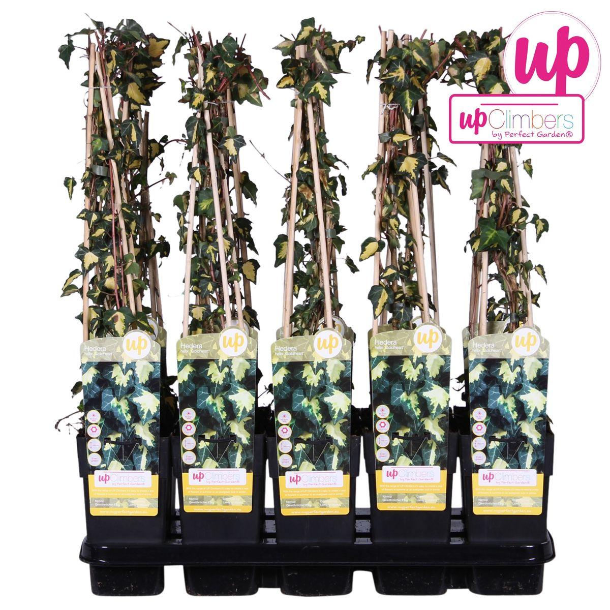 Efeu - Hedera Helix 'Goldheart'