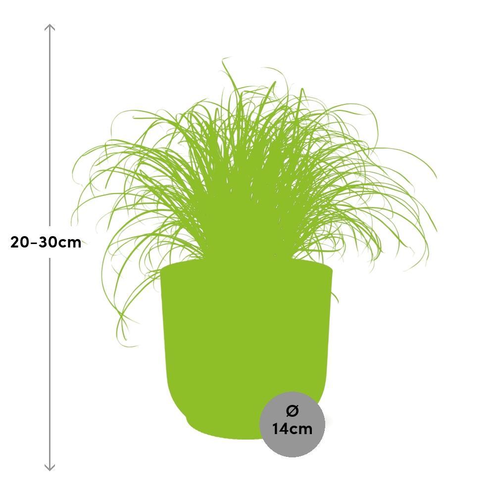 Zyperngras - Cyperus Alternifolius Zumula in ELHO Vibes Fold Topf 14cm Topf rosa