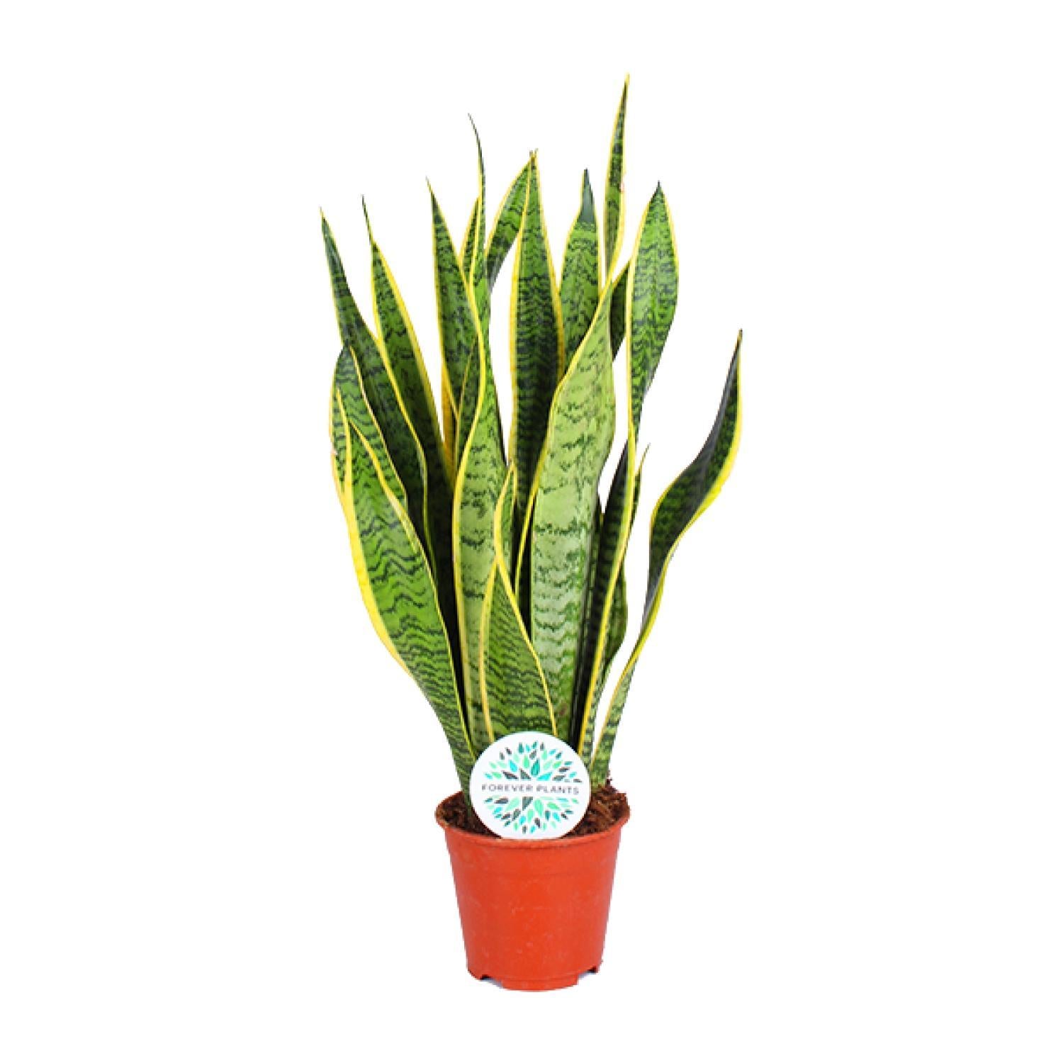 Bogenhanf - Sansevieria Trifasciata Laurentii - Ø14cm - ↕50cm