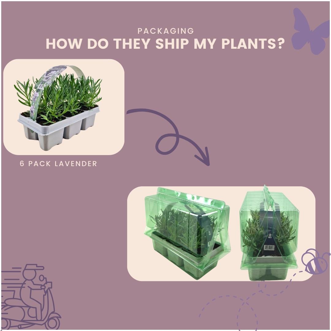 Lavendel - Lavandula Angustifolia white 72 x Ø7 cm - ↕15 cm 12 x 6 Stück