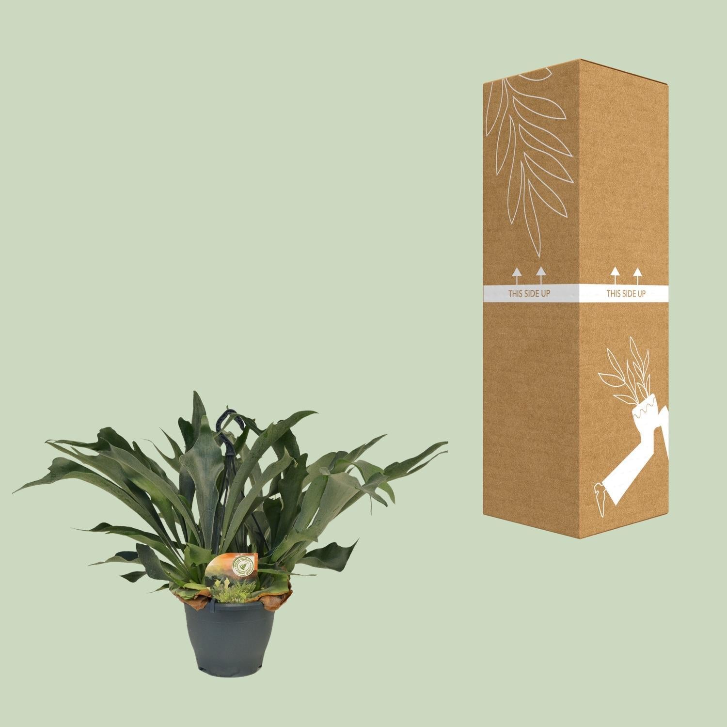 Geweihfarn - Platycerium Bifurcatum - Ø21 ↕50