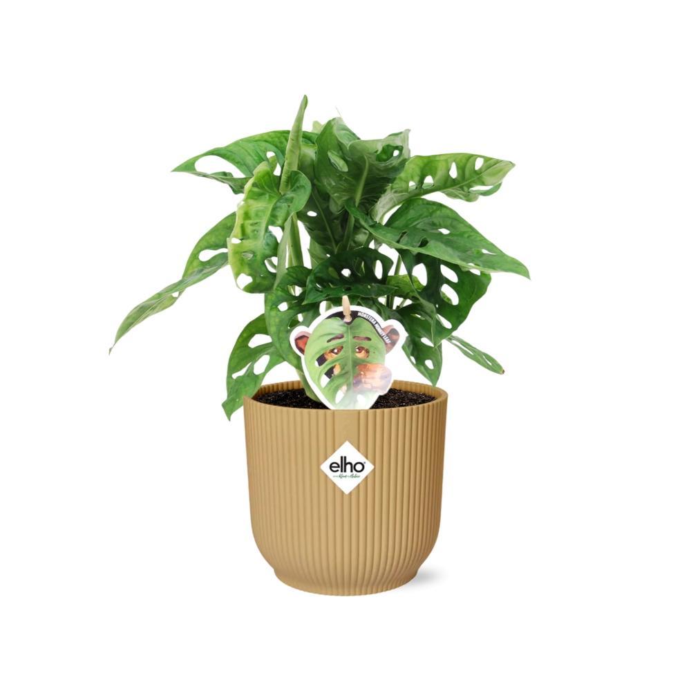 Affenmaskenpflanze - Monstera ‘Monkey Leaf’ in ELHO Vibes Fold 14cm geel Topf gelb