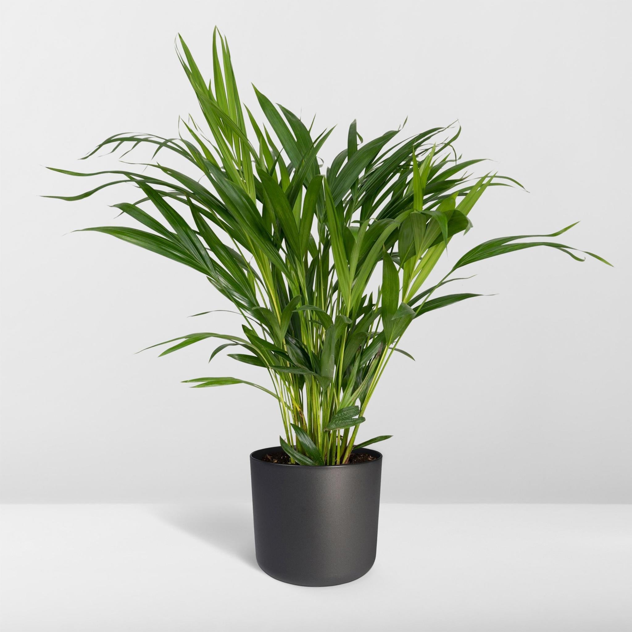 Arecapalme Dypsis Lutescens - Ø17 - ↨60cm