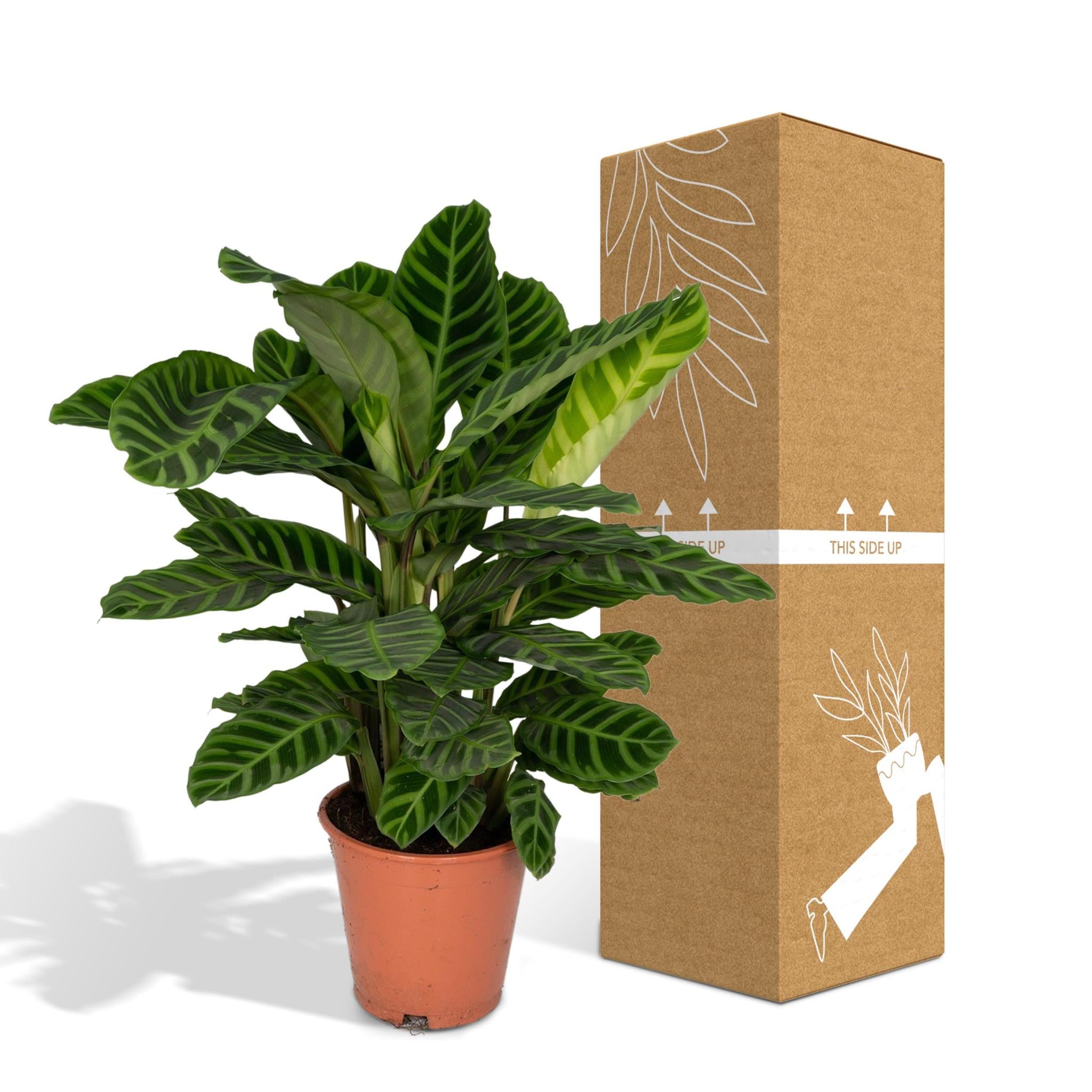 Zebrapflanze - Calathea Zebrina - 80cm - Ø19