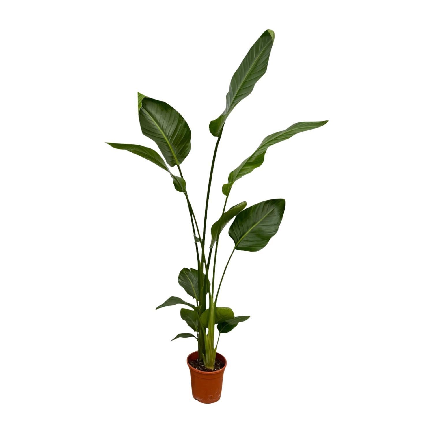 Paradiesvogelblume Set - Strelitzia Nicolai - 130 cm - Ø17 2 Stück