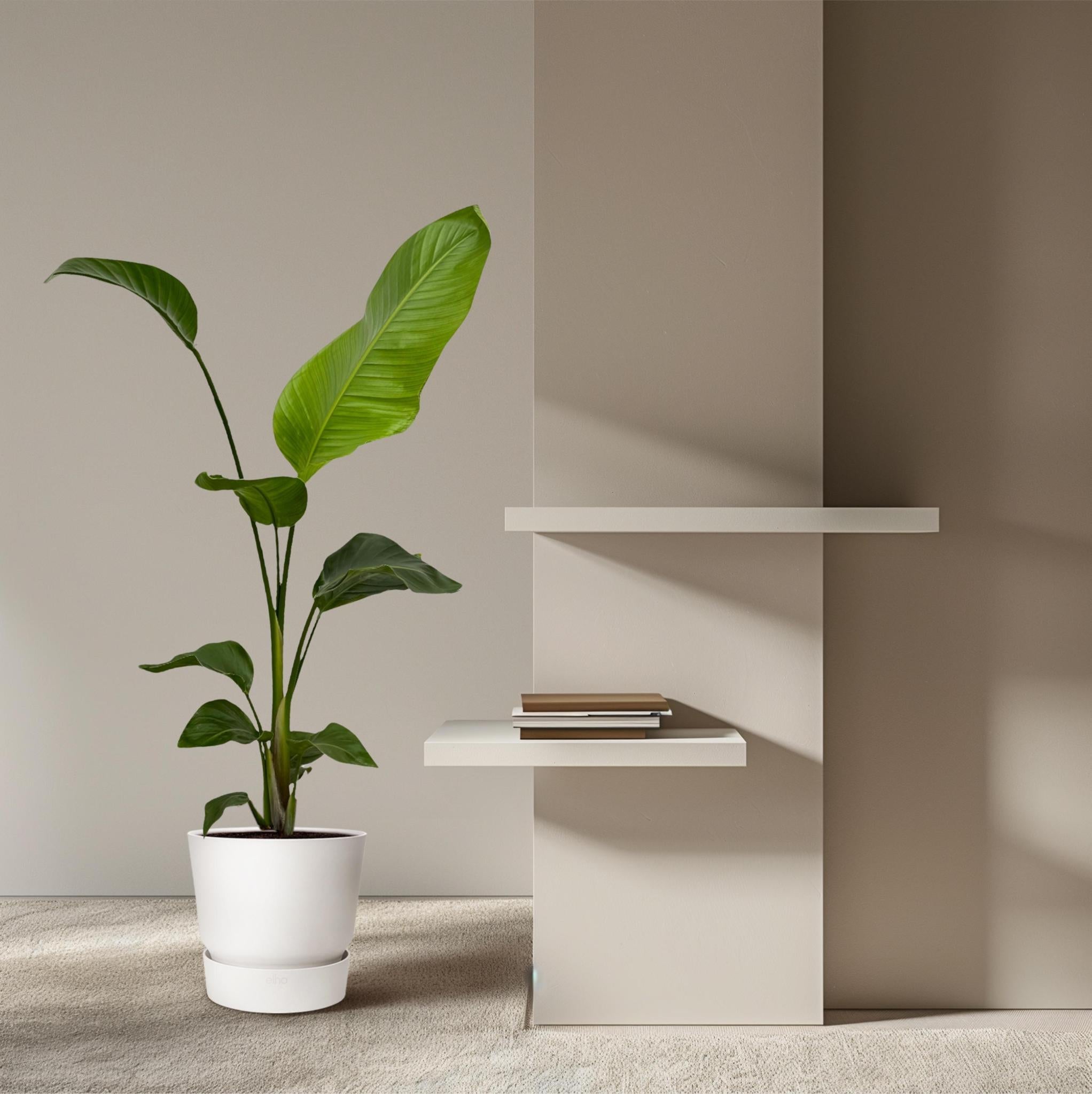 Paradiesvogelblume Set - Strelitzia Nicolai - 100 cm - Ø17 2 Stück