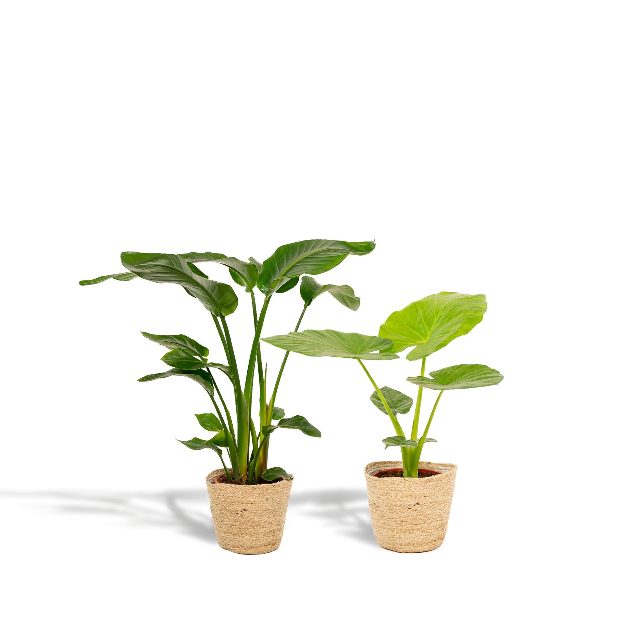 Pflanzen Mix - Strelitzia Nicolai - Ø19cm - ↕85cm & Alocasia Macrorrhiza - Ø19cm - ↕70cm + Korb Selin