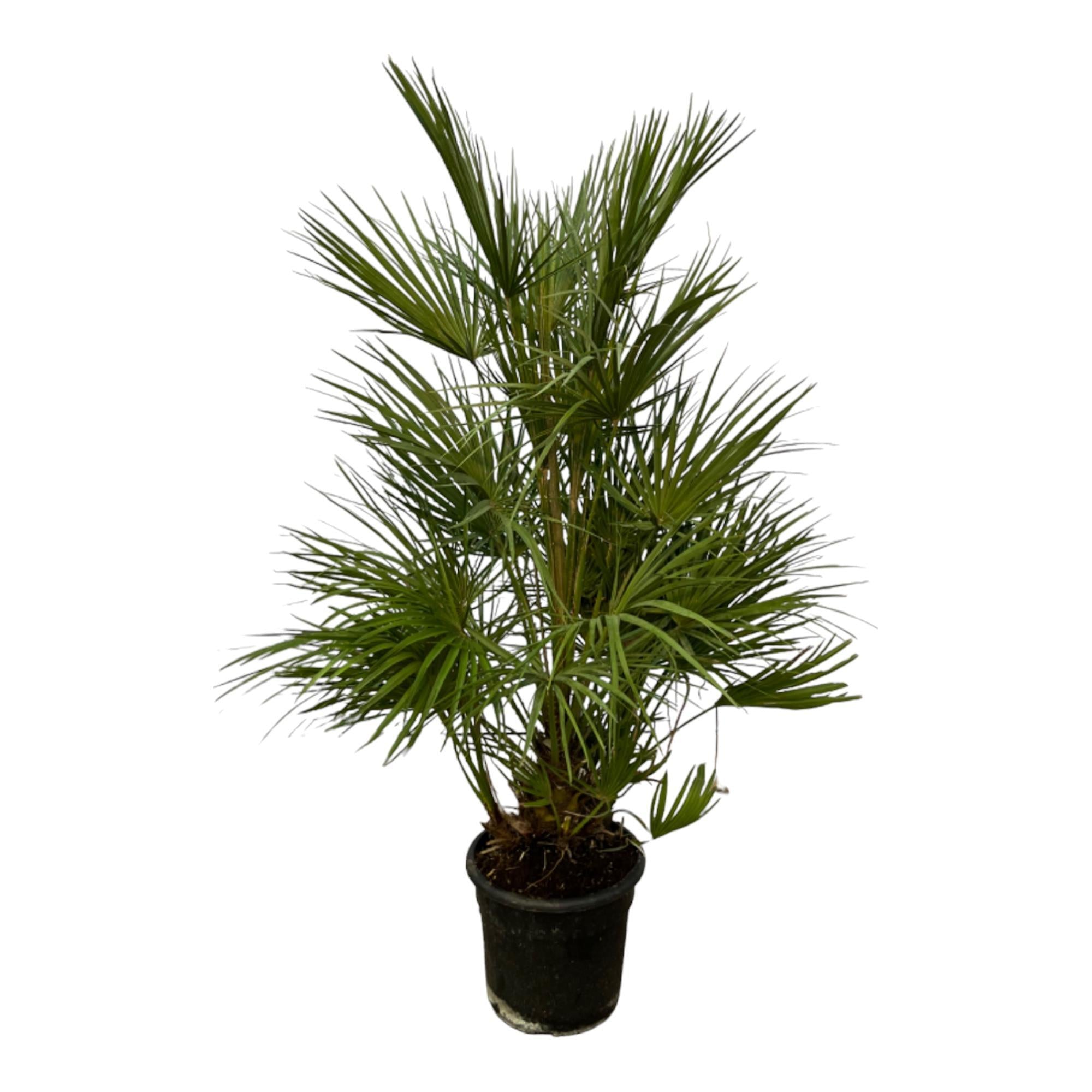 Zwergpalme - Chamaerops Humilis- trauch 130 cm-Ø24cm