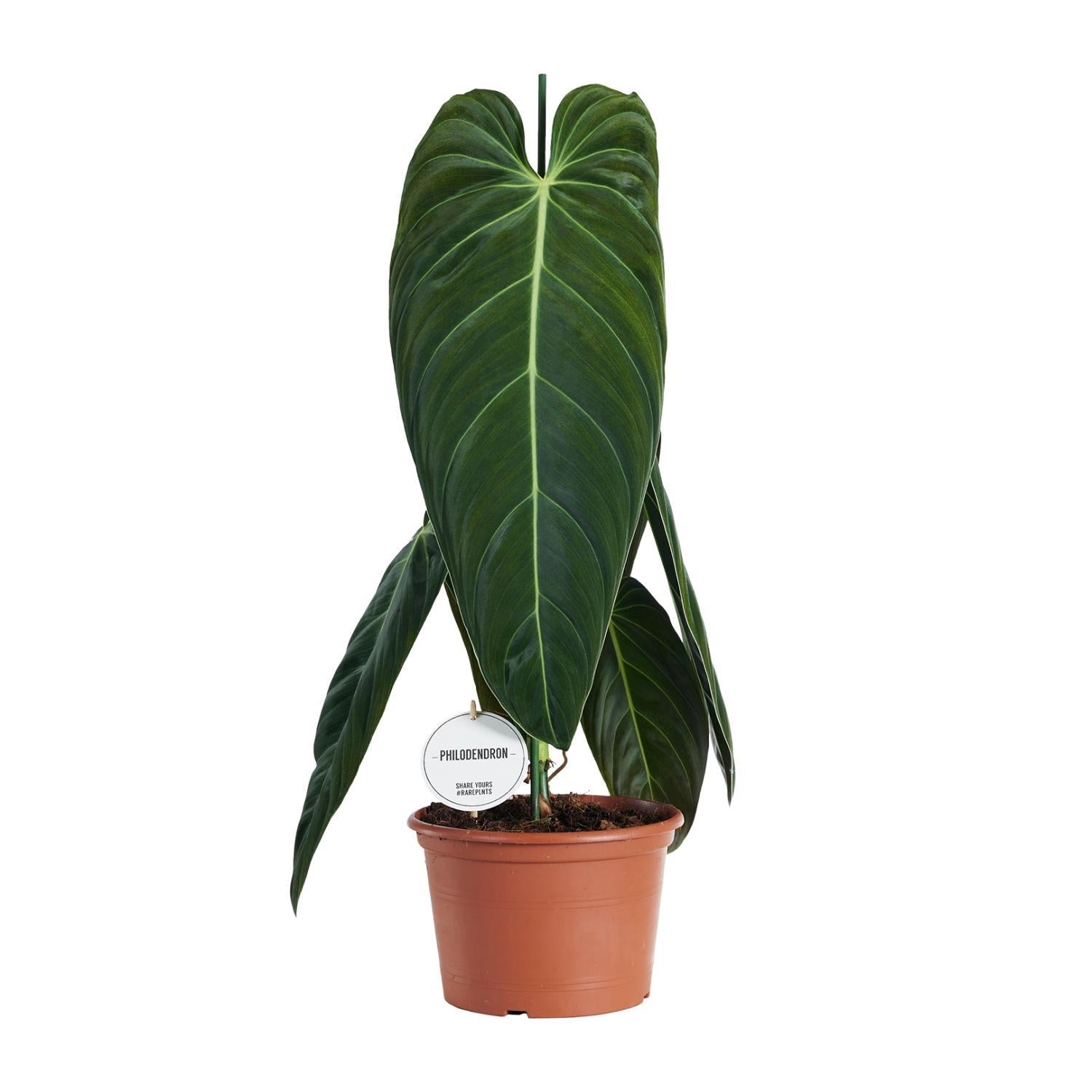 Schwarzgoldener Baumfreund - Philodendron Melanochrysum - Ø21cm - ↕75cm