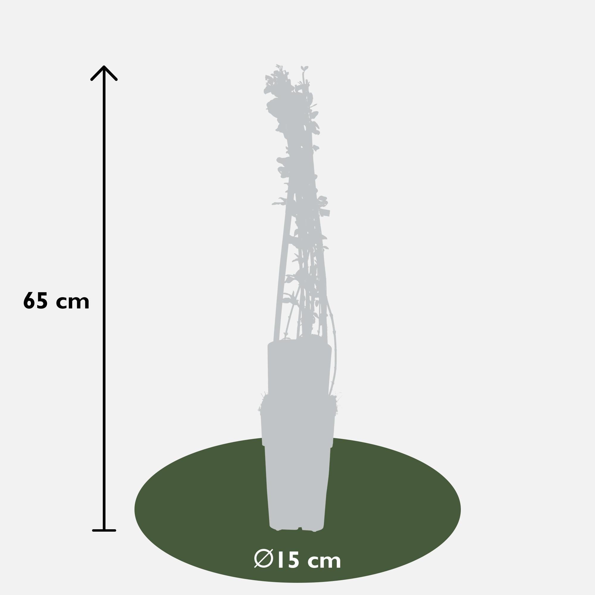 Winterjasmin - Jasminum nudiflorum - ↨65cm - Ø15 3 Stück
