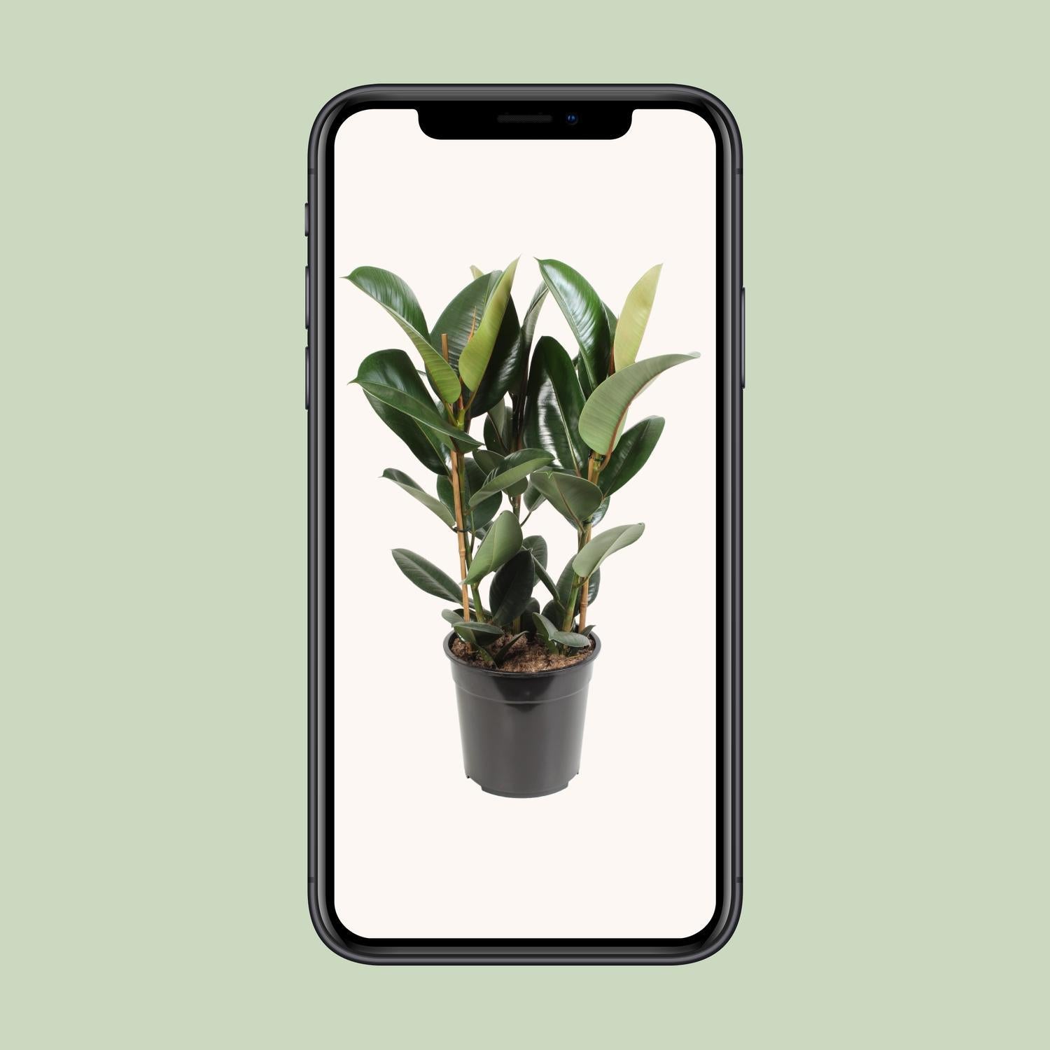 Gummibaum - Ficus Elastica Robusta - Ø27cm - ↕85cm