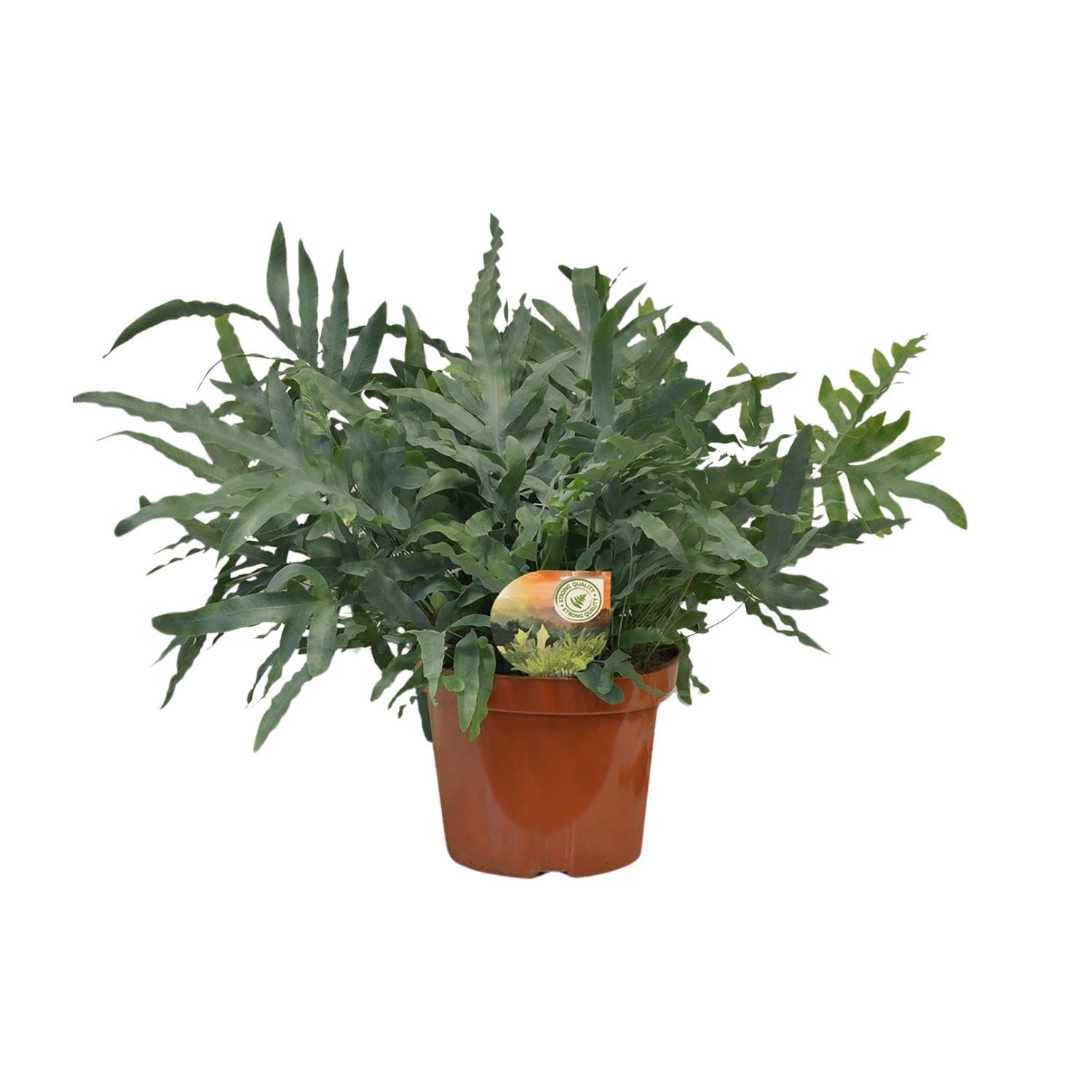 Blauer Tüpfelfarn - Phlebodium Blue Star - Ø26 ↕80