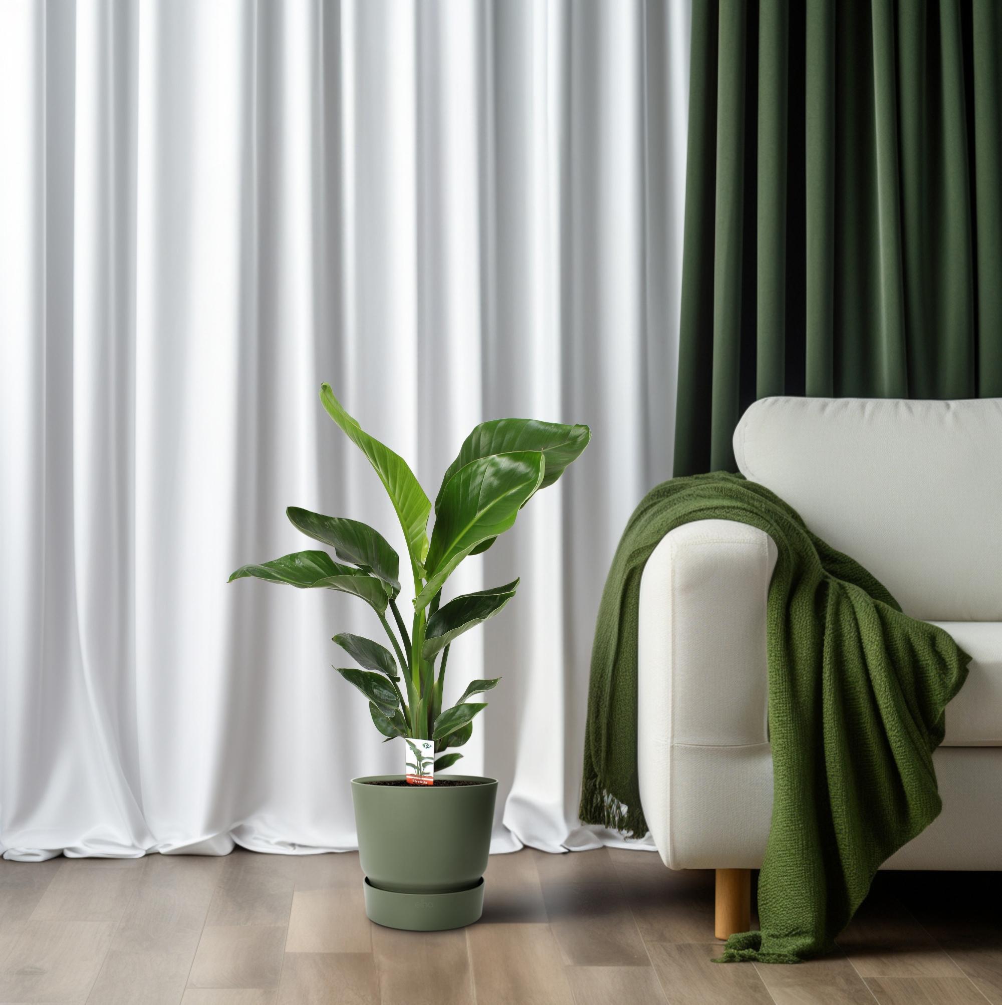 Paradiesvogelblume - Strelitzia Nicolai - 70cm - Ø17cm - ↕70cm