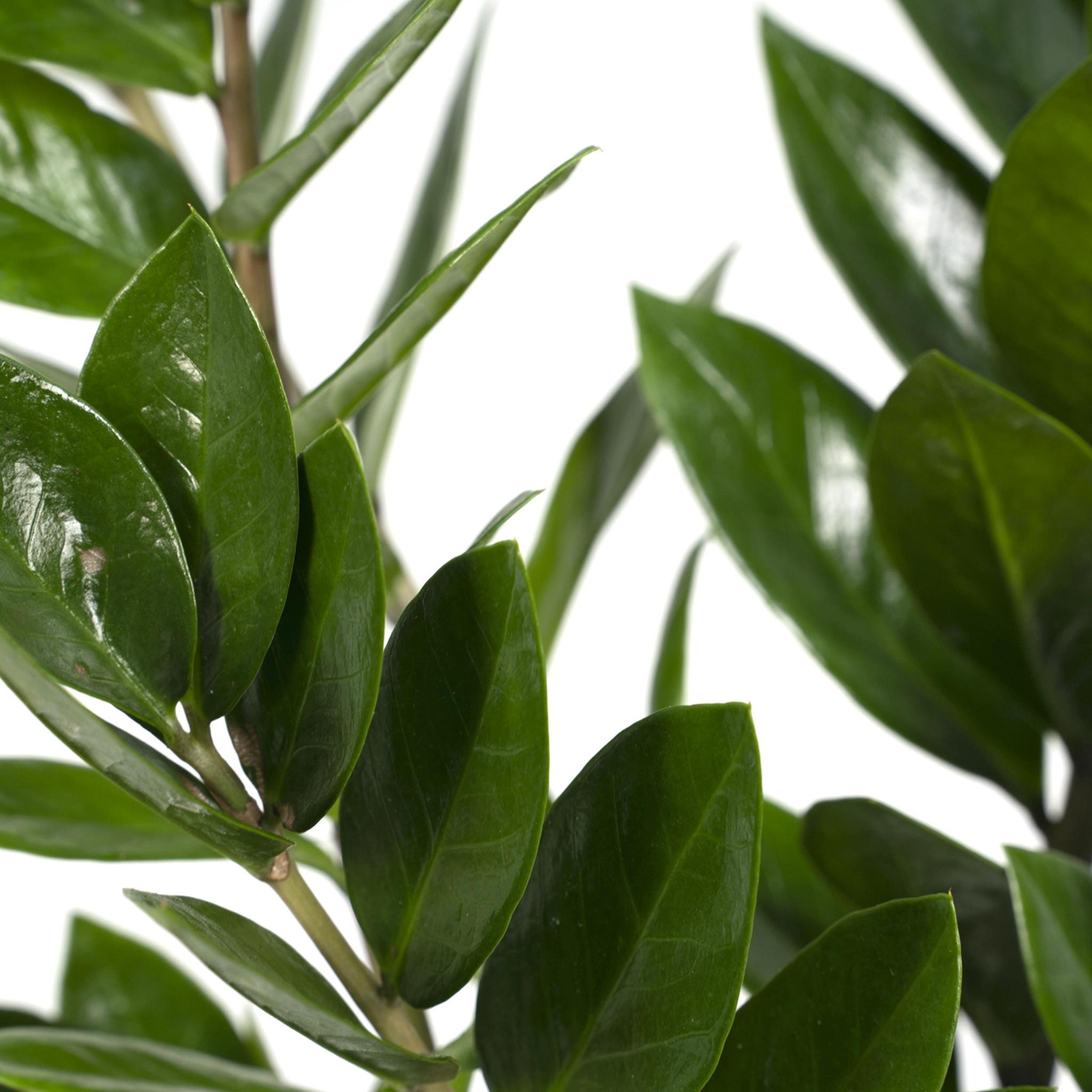 Glücksfeder - Zamioculcas Zamiifolia - Ø17cm - ↕70cm