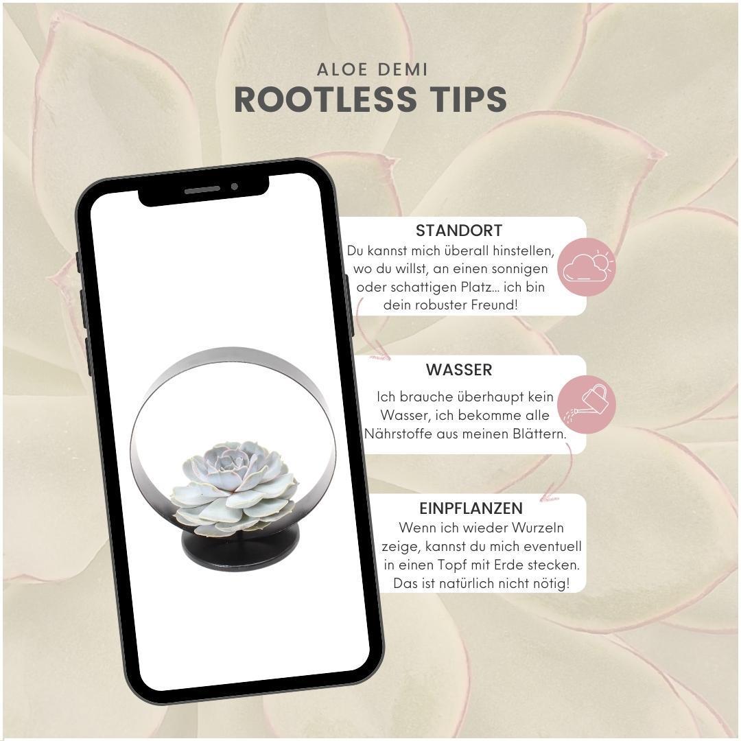 Schnittecheveria - ROOTLESS Succulent Echeveria Lilacina auf Deko Tischstandard Ø20 cm - ↕20 cm