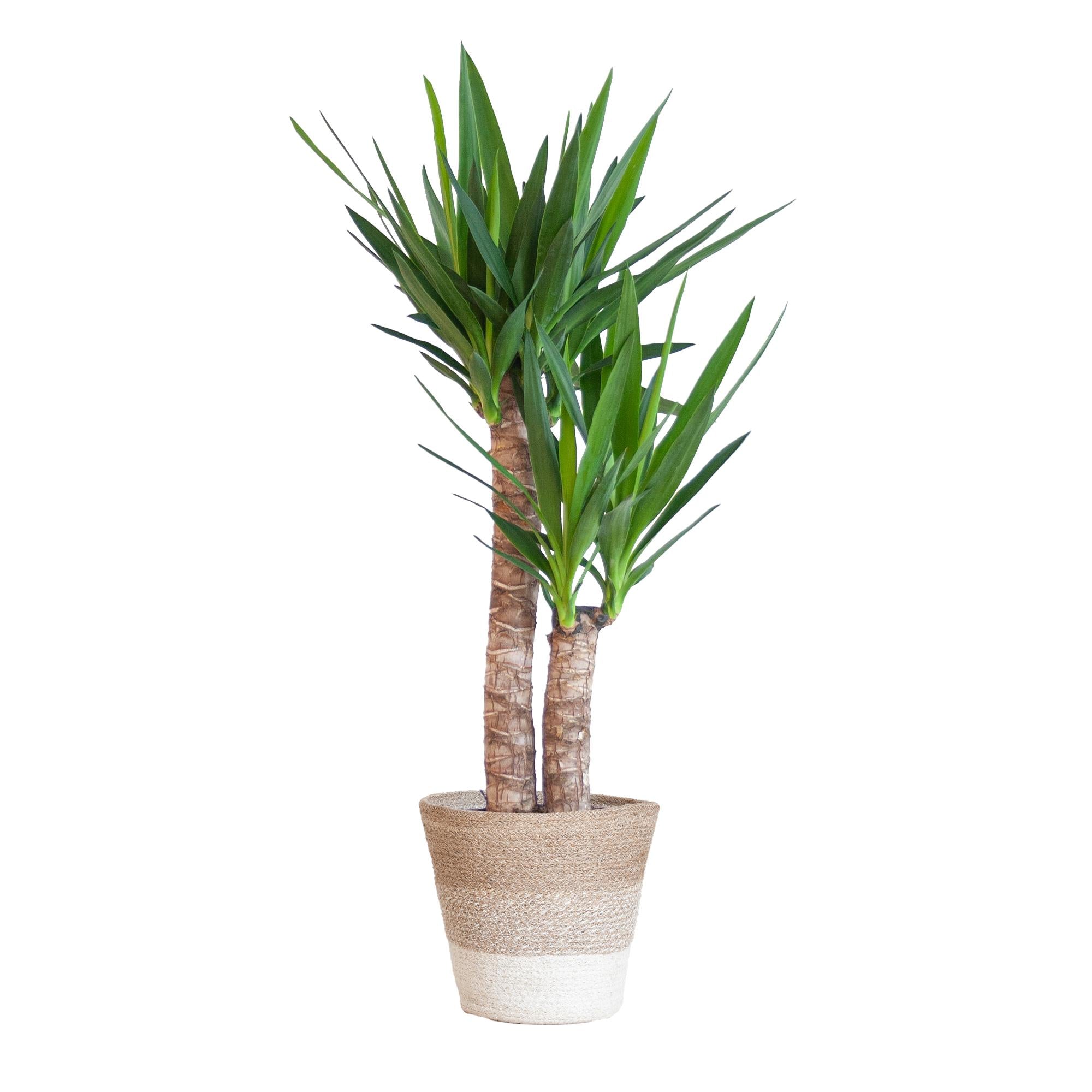 Yuccapalme- Yucca Elephantipes mit Korb Lissabon weiß - 90cm - Ø21