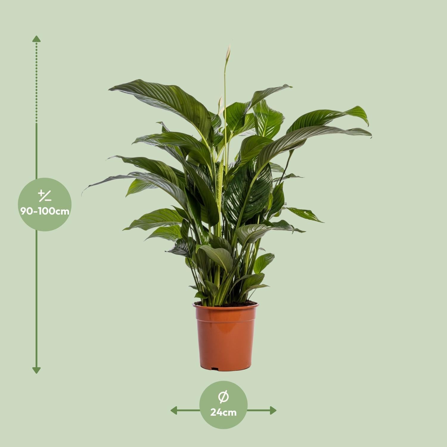 Friedenslilie - Spathiphyllum Bellini - Ø24cm - ↕100cm