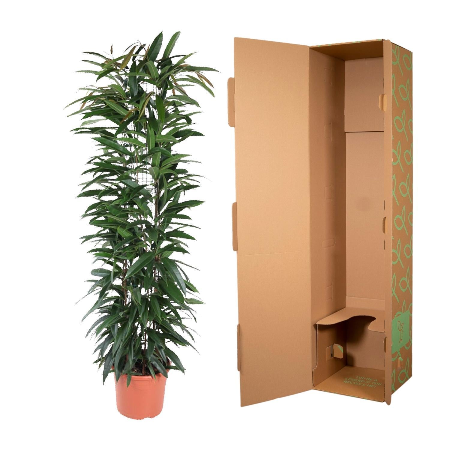 Schmalblättrige Birkenfeige - Ficus Alii King - 150 cm - ø29