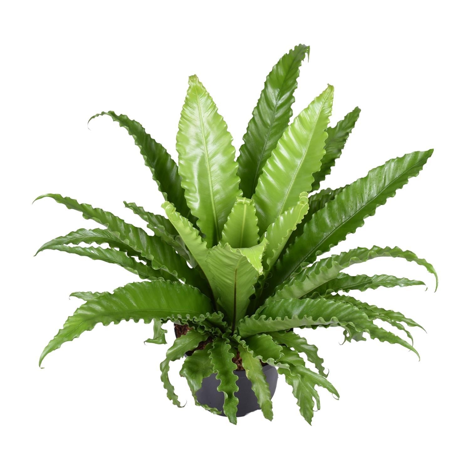 Japanischer Vogelnestfarn - Asplenium Antiquum Osaka - Ø23cm - ↕60cm