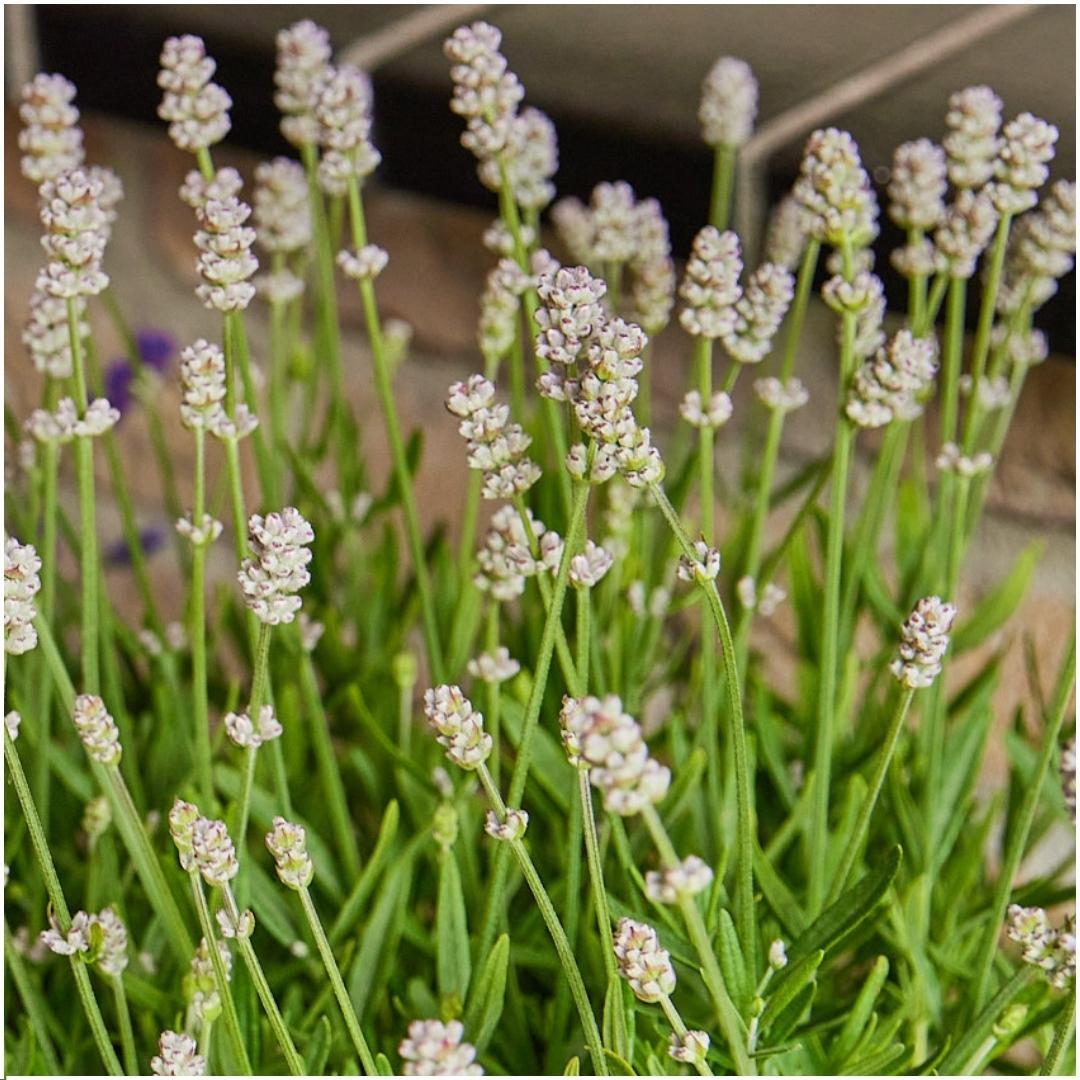 4 x 6 pakje Lavendel angustifolia wit - 24 x Ø7 cm - ↕15 cm