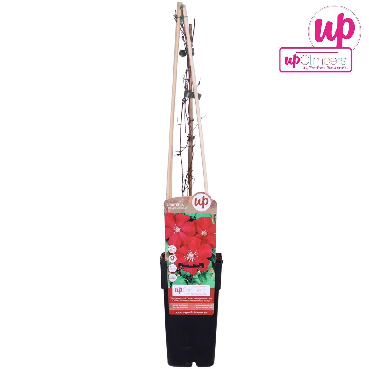 Waldrebe - Clematis Hagley Hybrid - Blüte rot - Ø15cm - ↕65cm