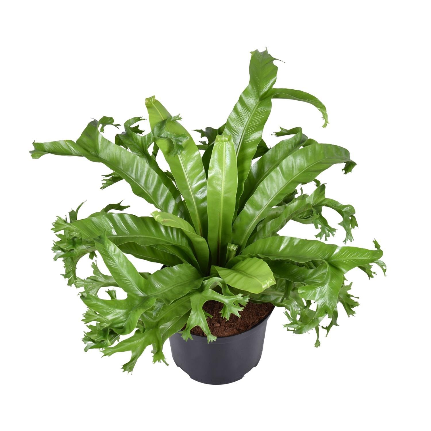 Vogelnestfarn - Asplenium Nidus Crissie - Ø23cm - ↕55cm