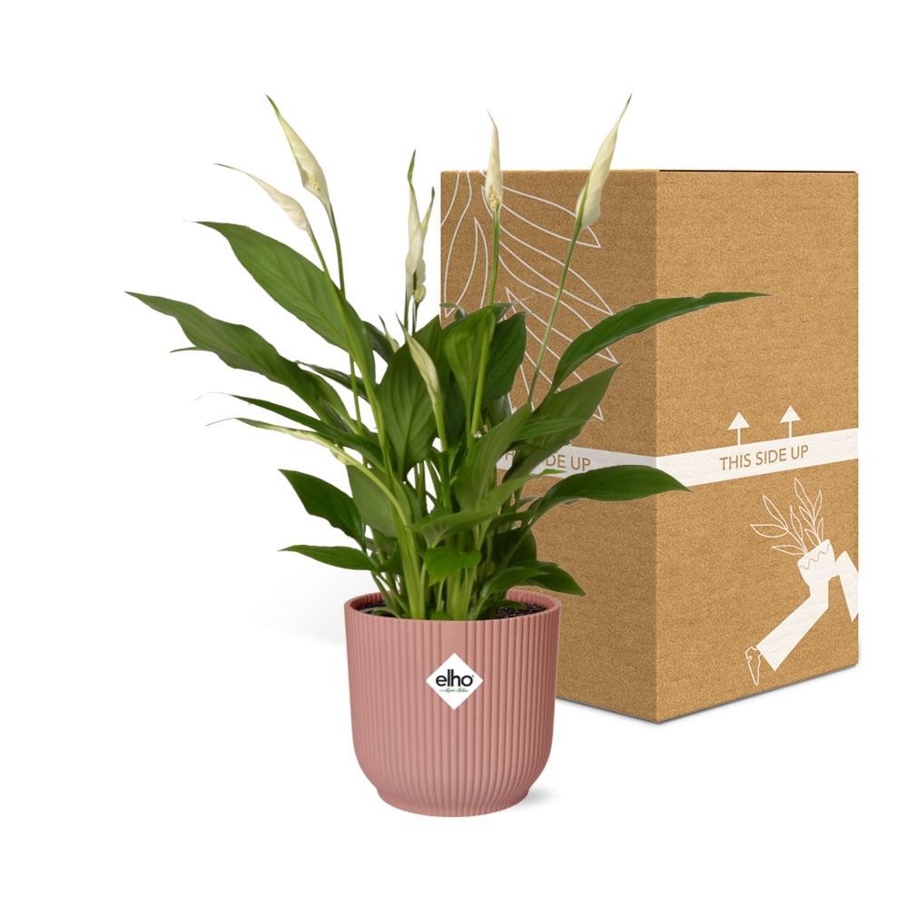Friedenslilie - Spathiphyllum Torelli in ELHO Vibes Fold 14cm rosa Topf