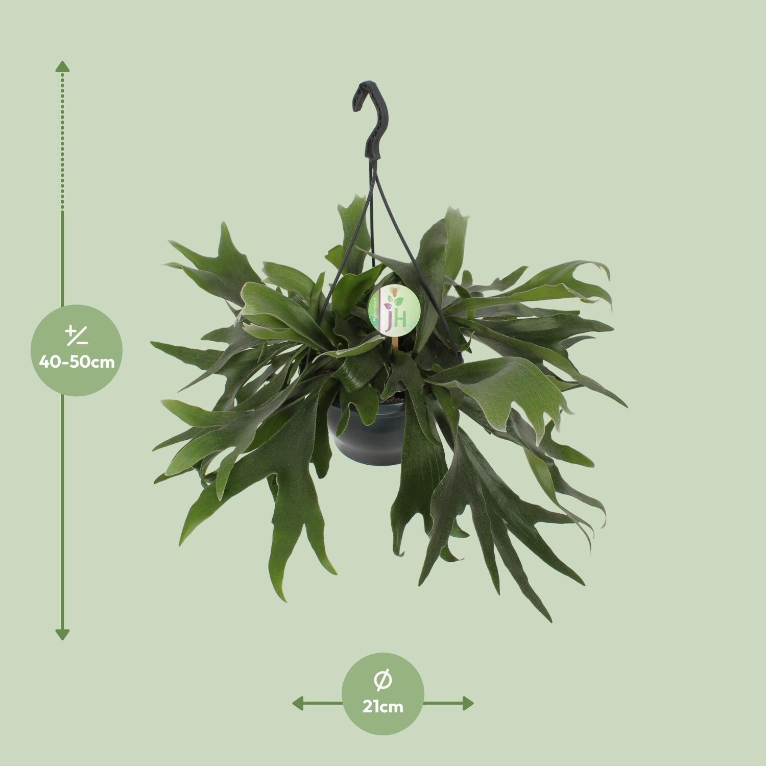 Geweihfarn - Platycerium Bifurcatum - Ø21cm - ↕50cm