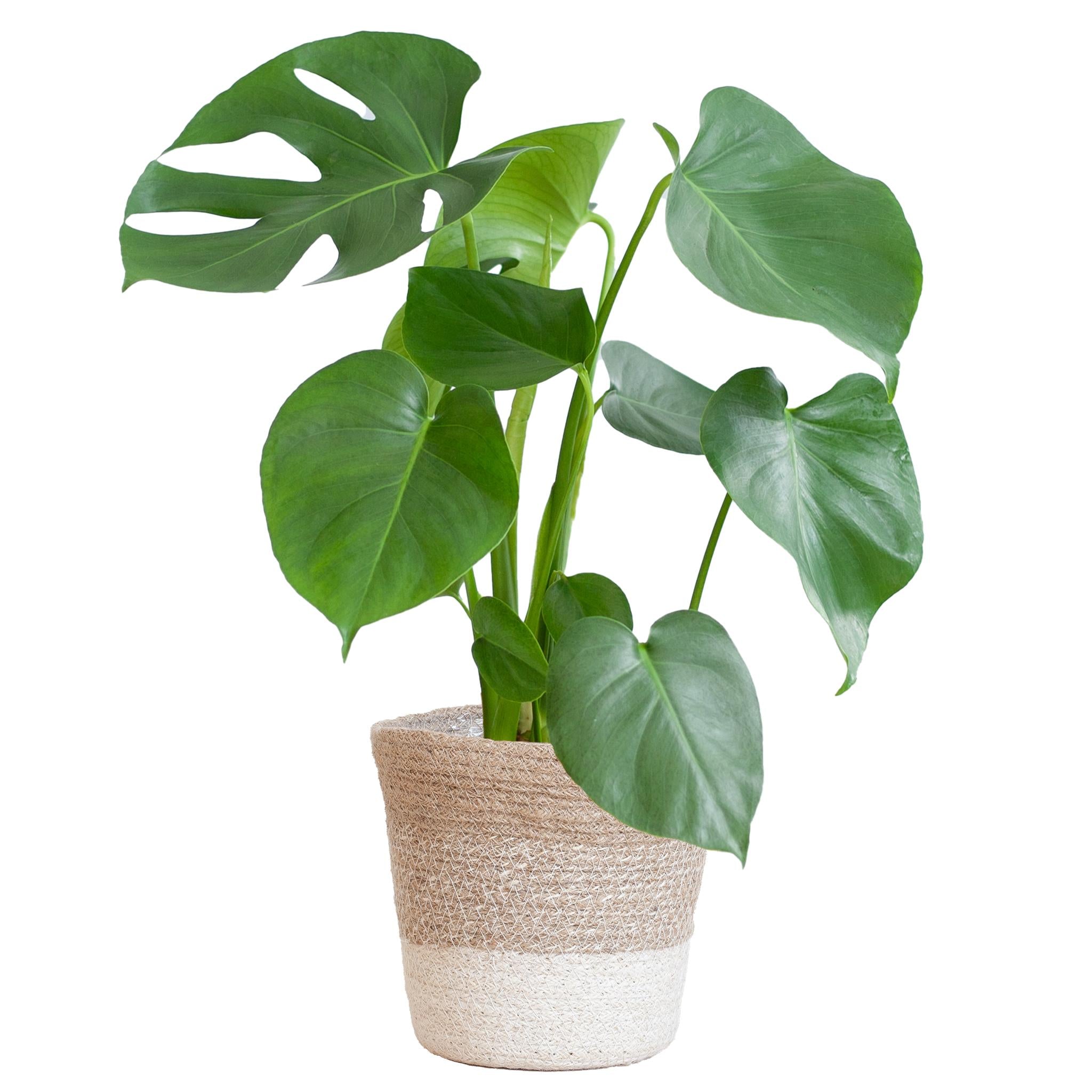 Fensterblatt - Monstera Deliciosa mit Lissabon Korb weiß- 50cm