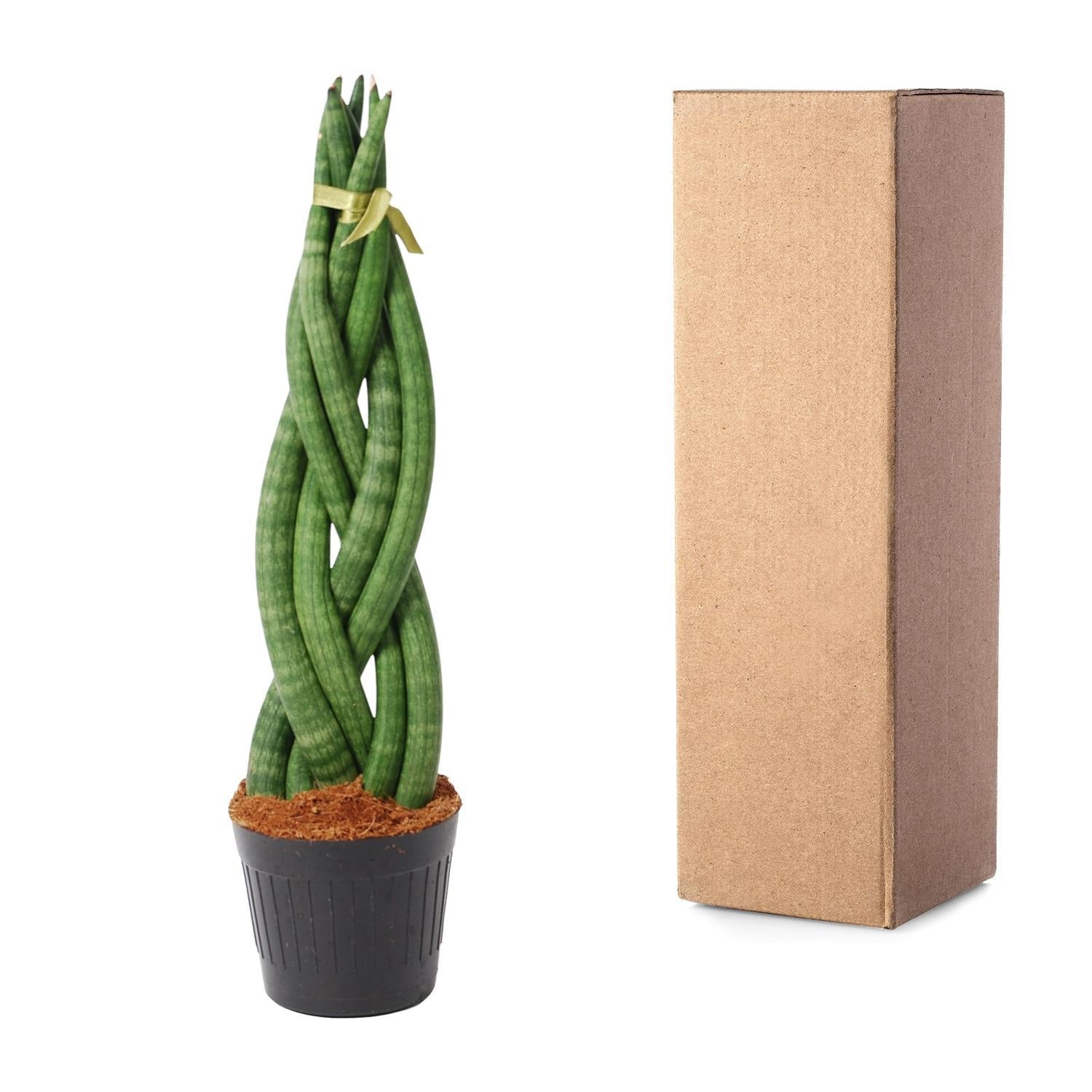 Geflochtener Bogenhanf - Sansevieria cylindrica 'Twist' - 40 cm - ø10,5