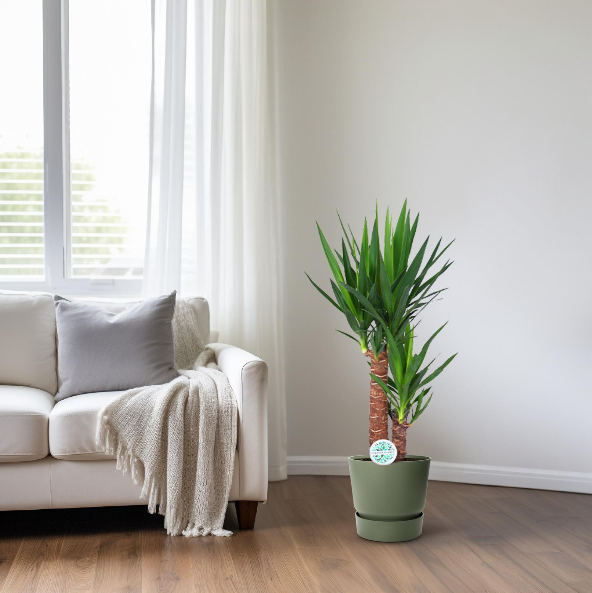 Yuccapalme- Ø17cm - ↕80cm