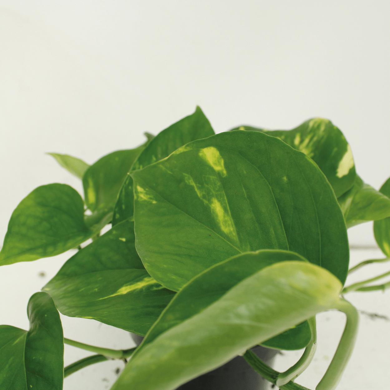 Efeutute Set - Epipremnum Aureum - Scindapsus - 25cm - ø15 2 Stück
