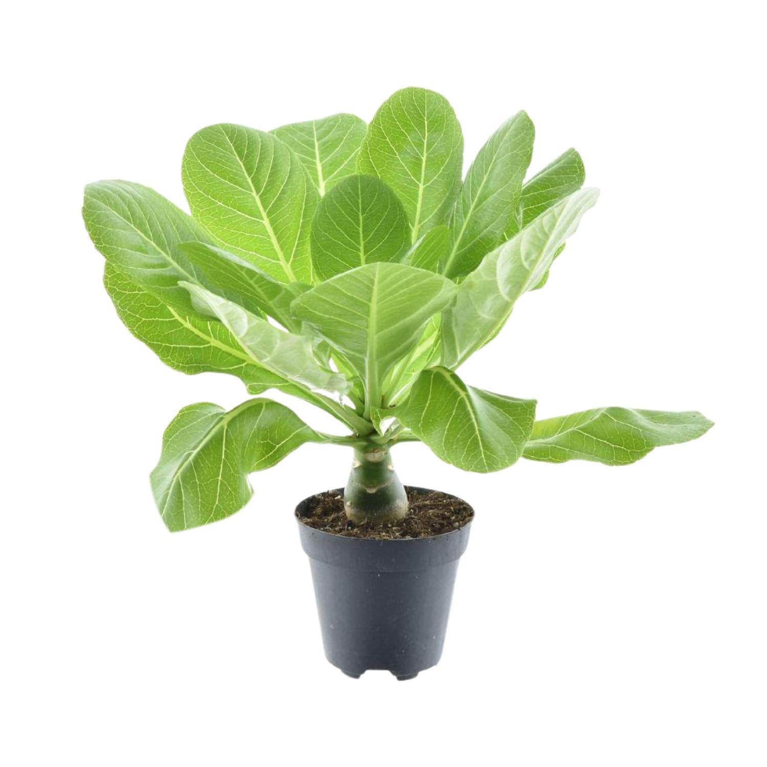 Hawaipalme - Brighamia Insignis - Ø12cm - ↕37cm
