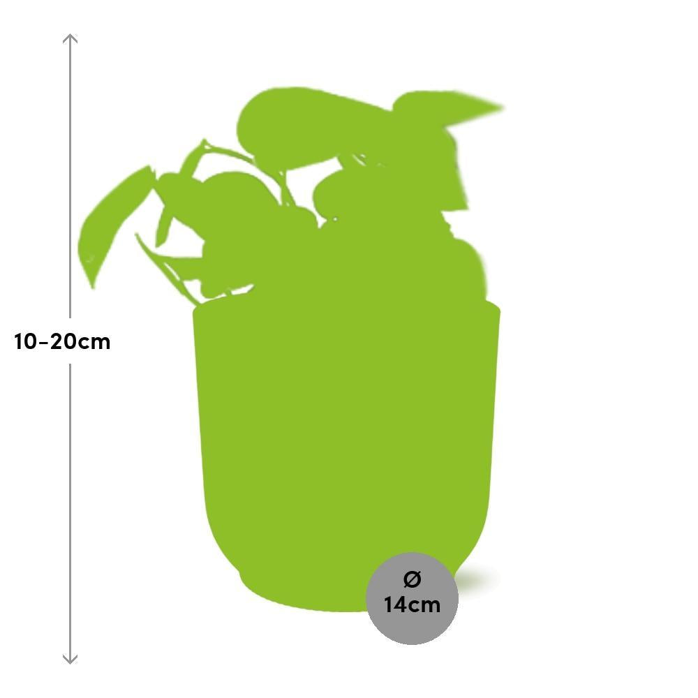 Efeutute - Scindapsus Pictus 'Trebie' in ELHO Vibes Fold Topf 14cm Topf rosa