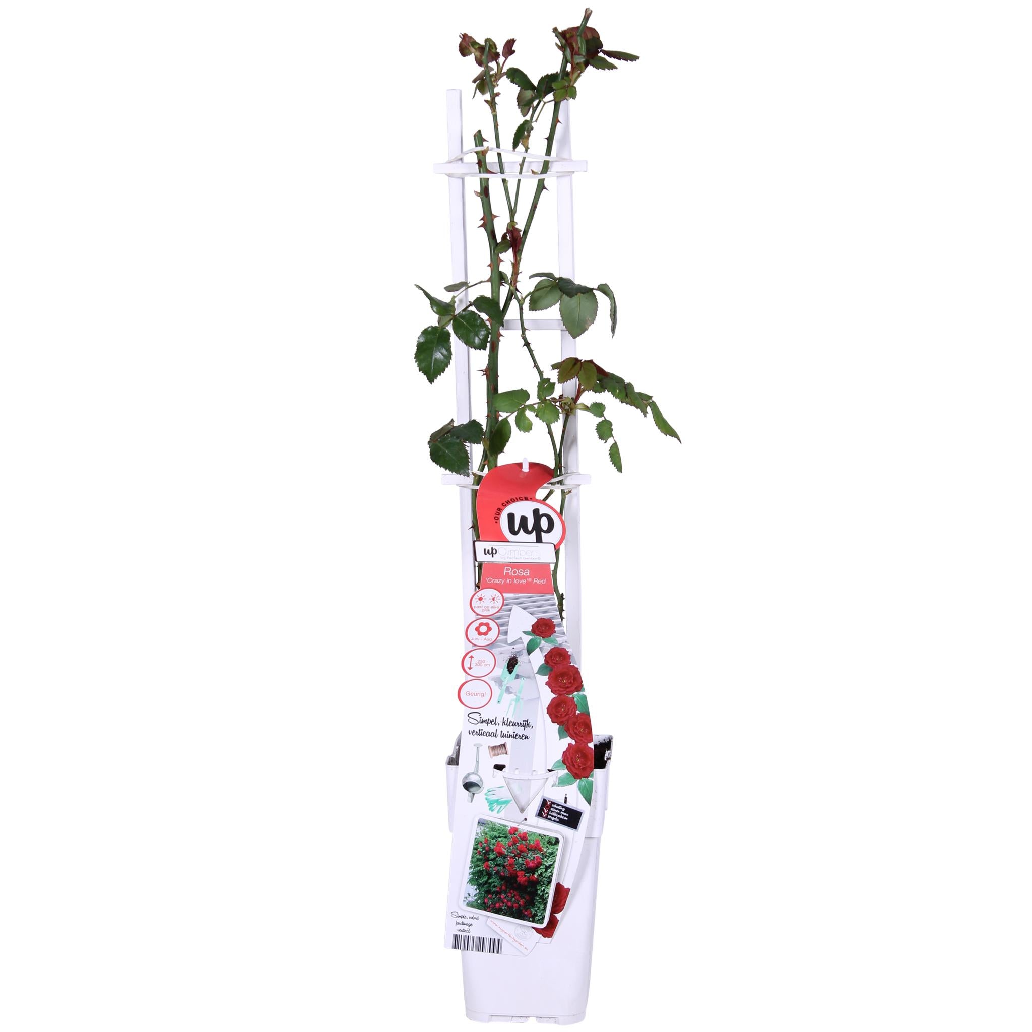 Rosen Set - Rose Crazy in love 'Red' - ↨65cm - Ø15 Rote Rose 3 Stück Kletterrose